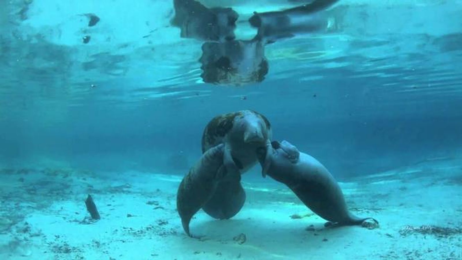 El extraño caso de una manatí que ha parido mellizos en Florida