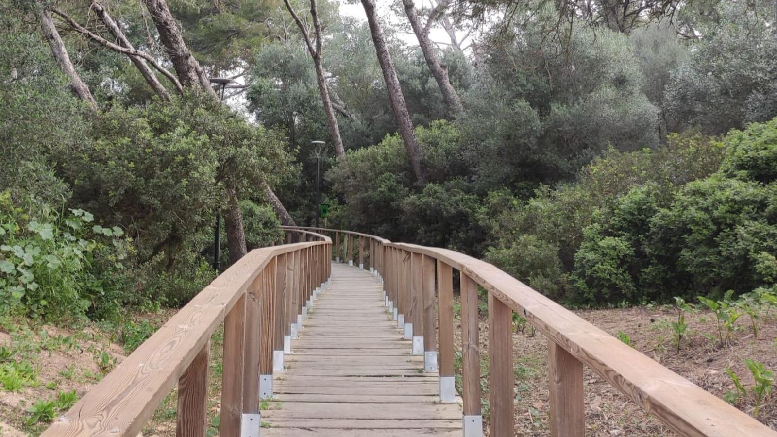 Pasarela de madera en el 'Pinar de la María'