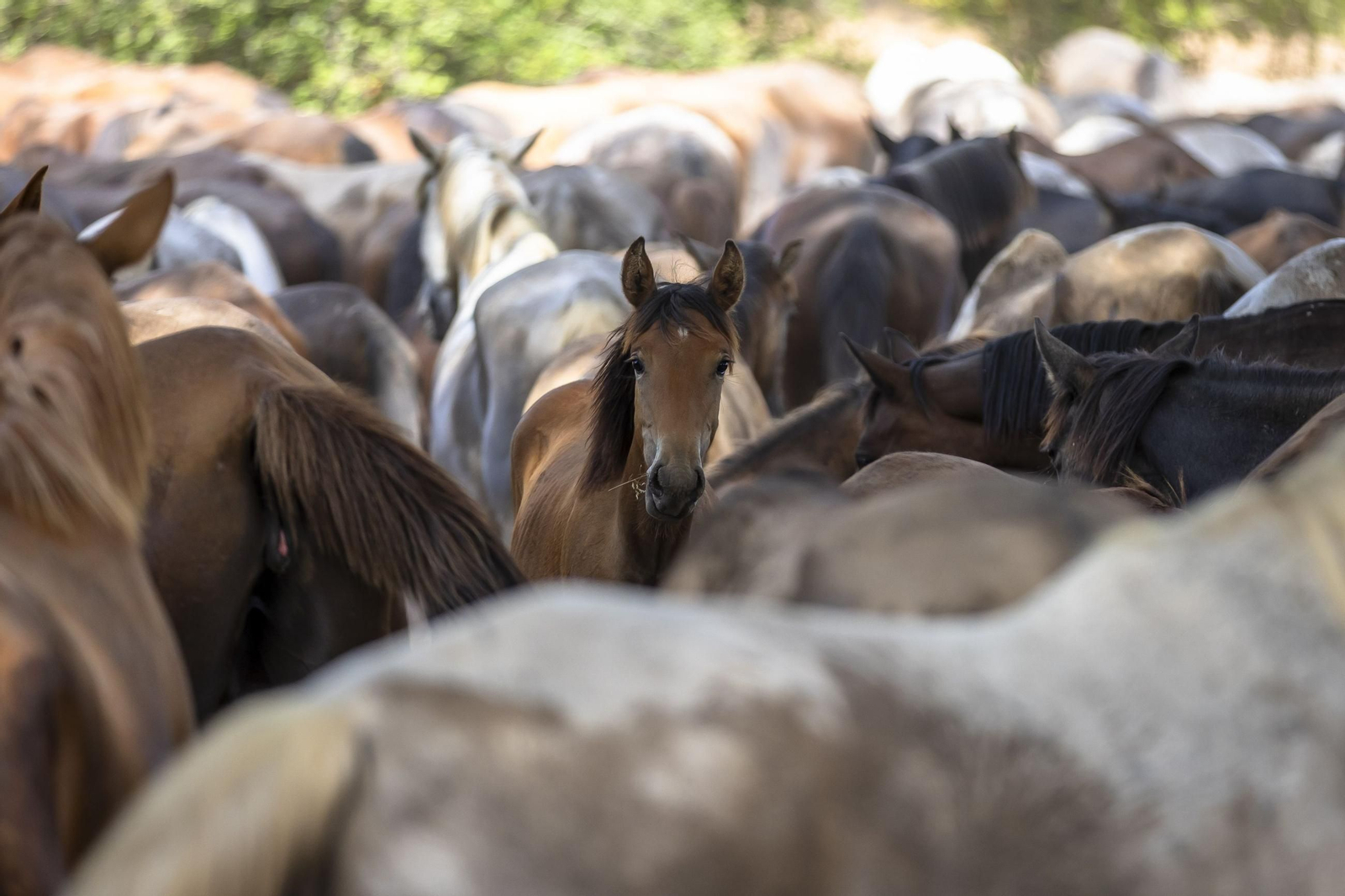 Imágenes de la 'Recogida de las Yeguas' en Hinojos este domingo