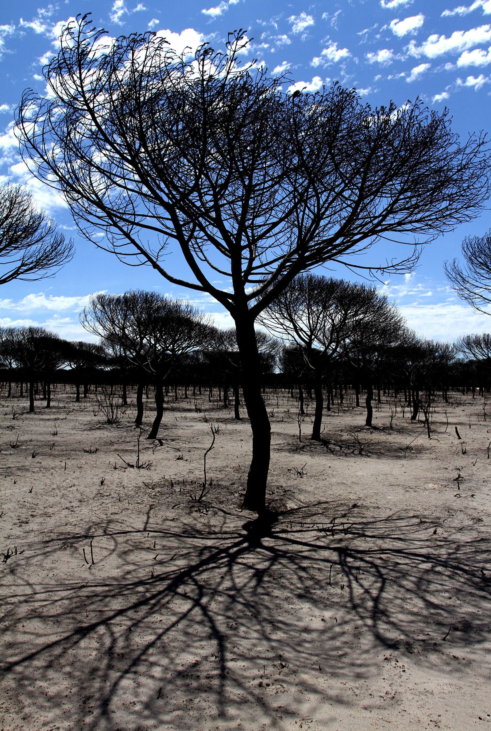Imágenes de las consecuencias del incendio de Moguer