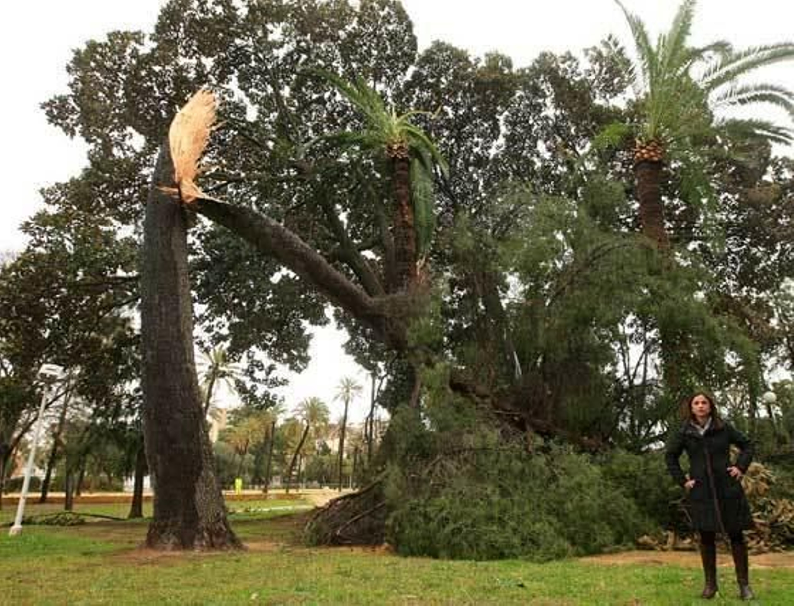 África Becerra ante un árbol retorcido y caído en la Rosaleda, donde se perdieron diez ejemplares.  Foto: miguel ángel gonzález