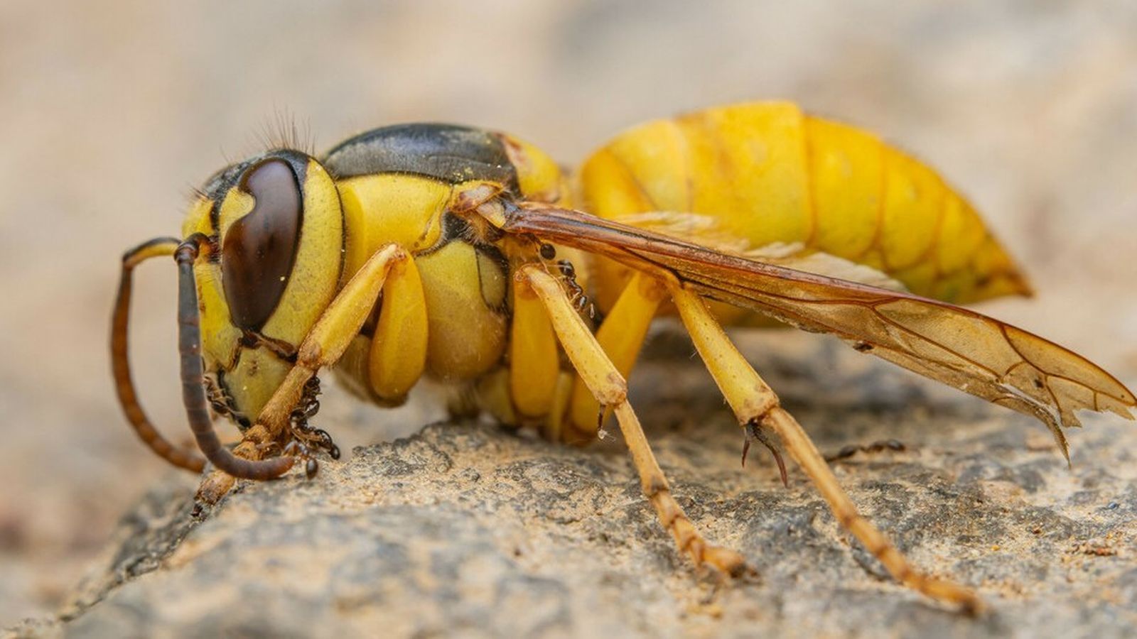 Avispón de escudo negro o bicolor
