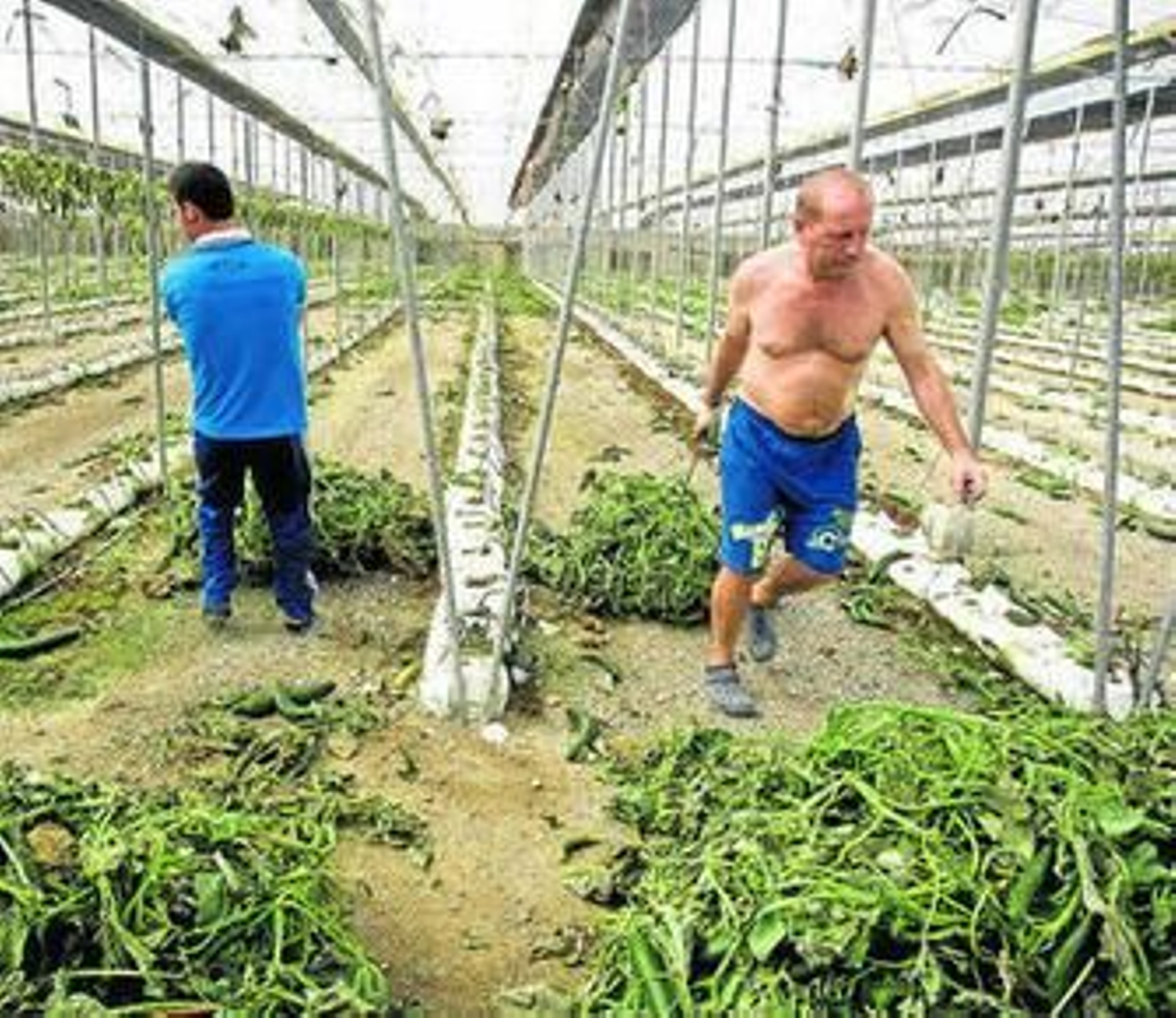 Operarios arrancan plantaciones de pepino en junio de 2011, tras saltar la alarma del E. coli.