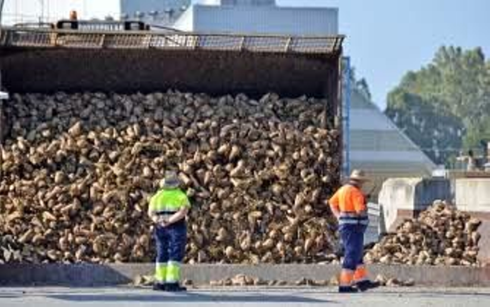 Azucarera completará el precio de la remolacha hasta 40 euros la próxima campaña