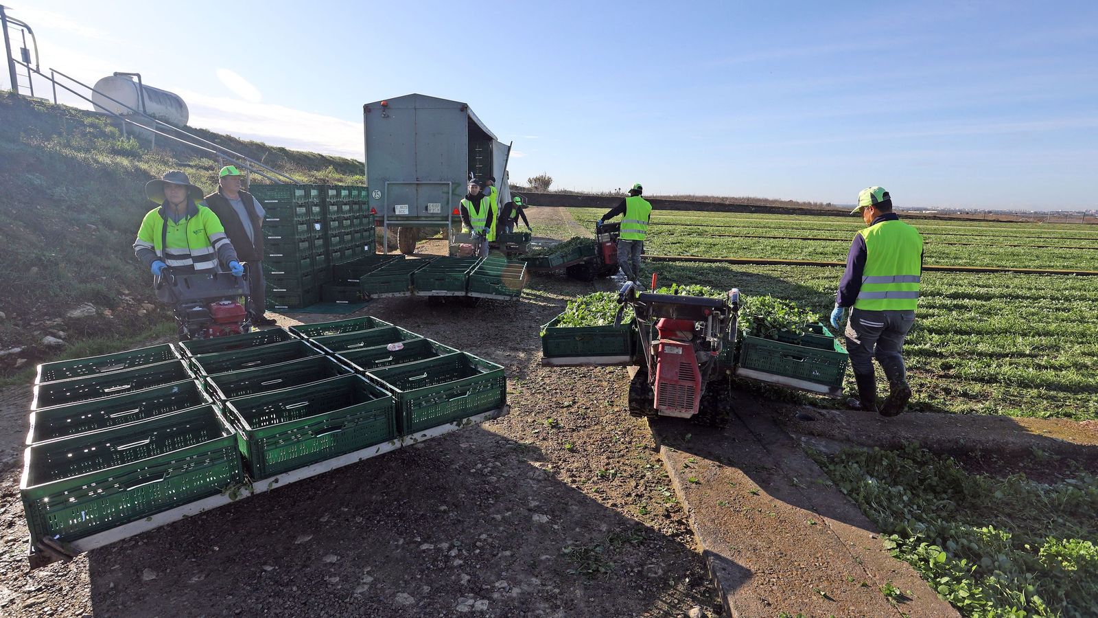 Trabajadores de Royalcress descargan las cajas con los berros recogidos.