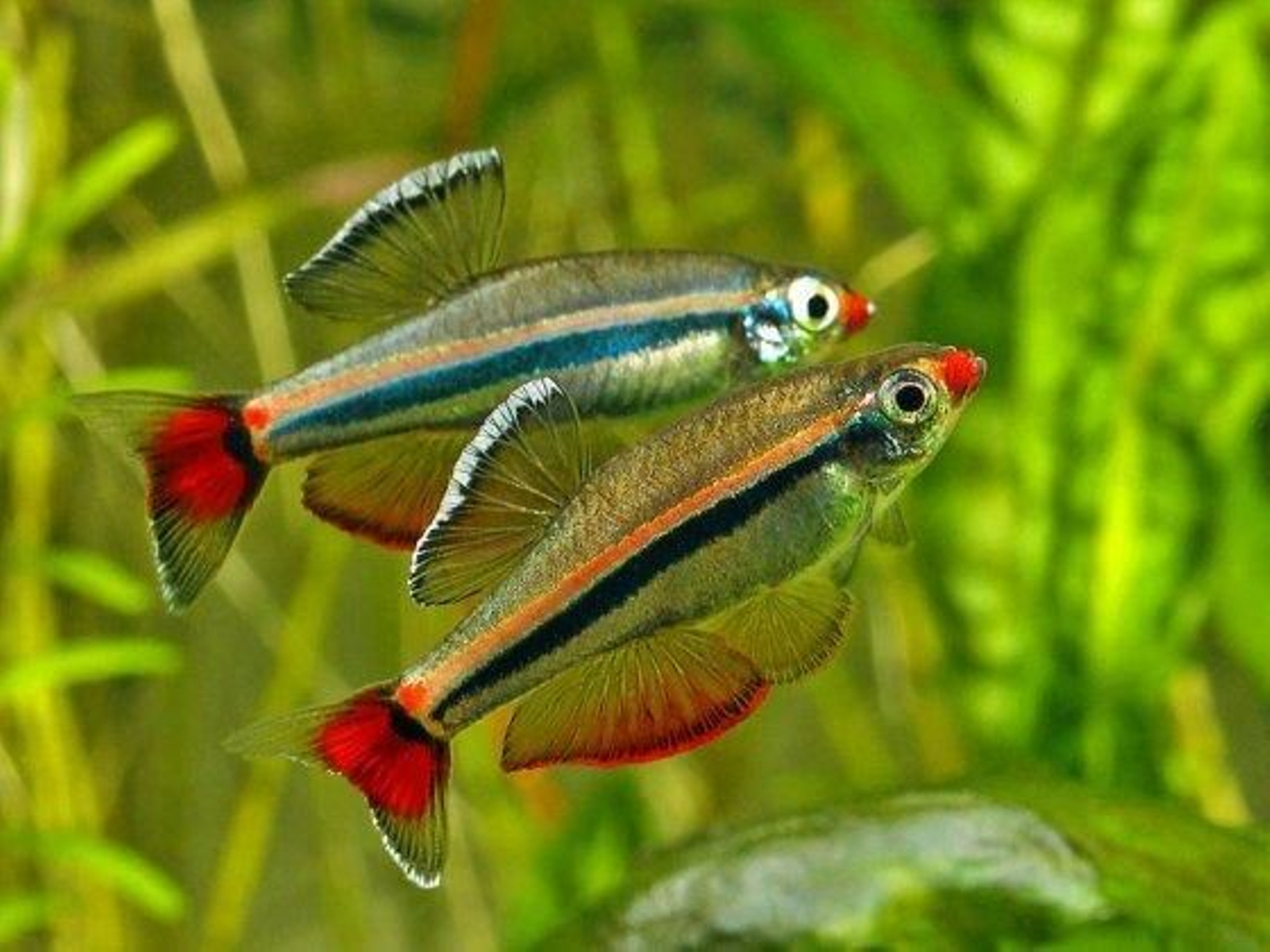 Estos son los peces más fáciles de cuidar en un acuario