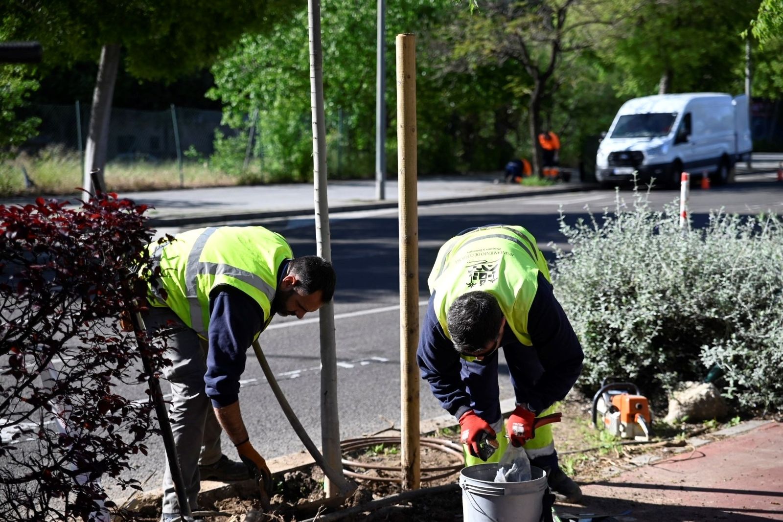 Técnicos del Ayuntamiento trabajan en un árbol.