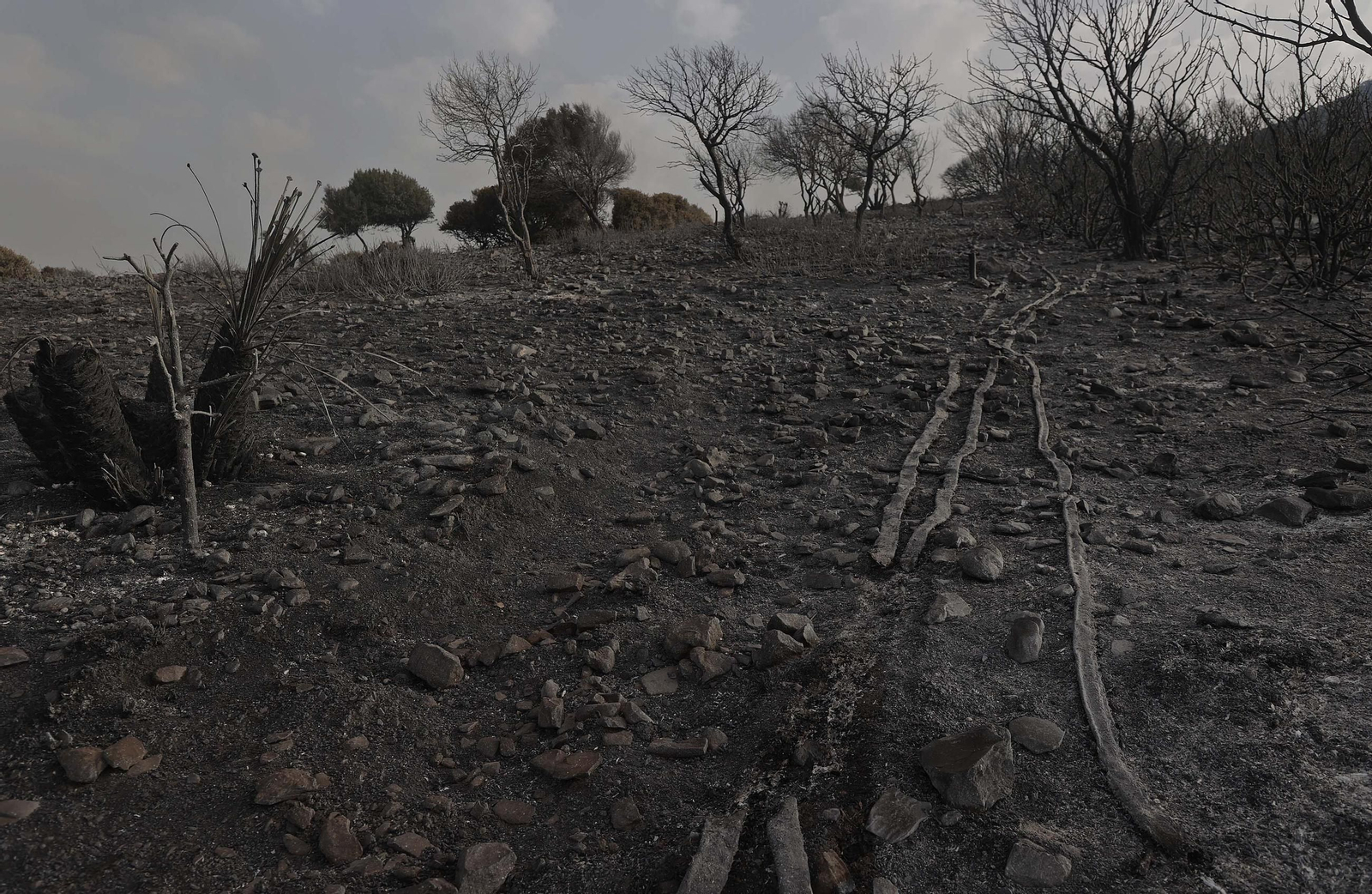 Fotos del incendio forestal de Torre de la Peña en Tarifa