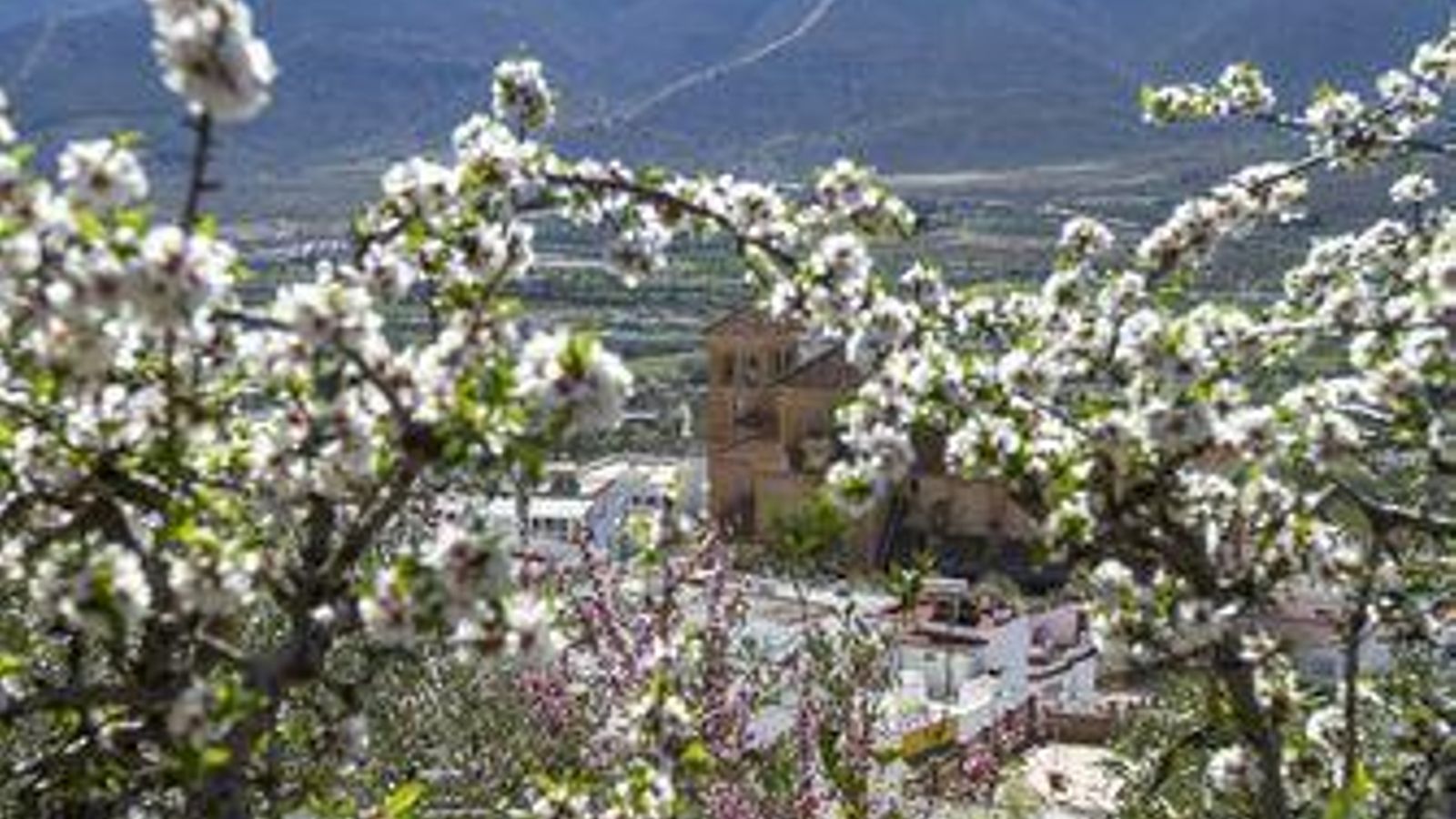 Árboles en flor en el paisaje de la Alpujarra.