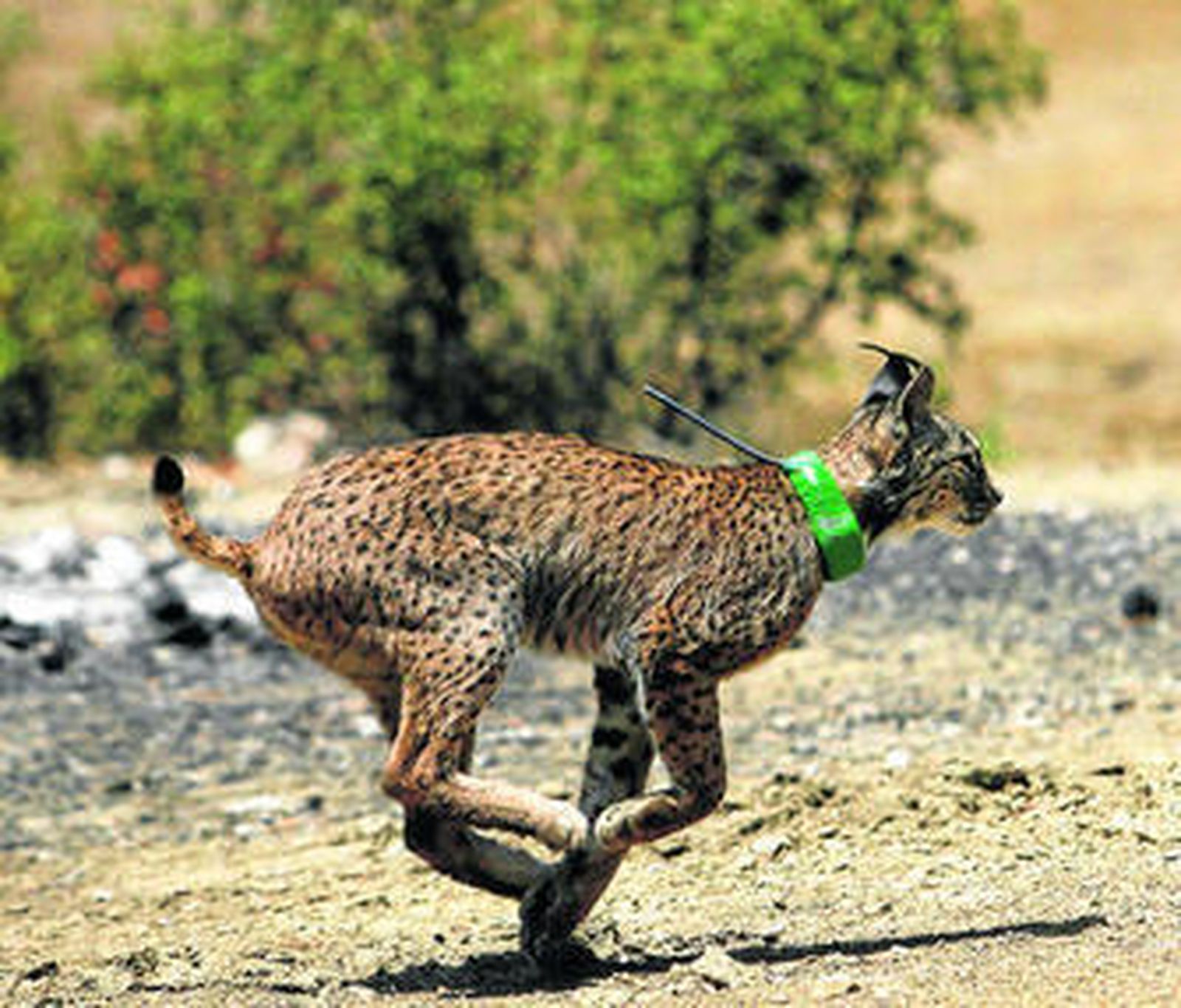 Un lince es liberado en una finca de Villafranca de Córdoba.