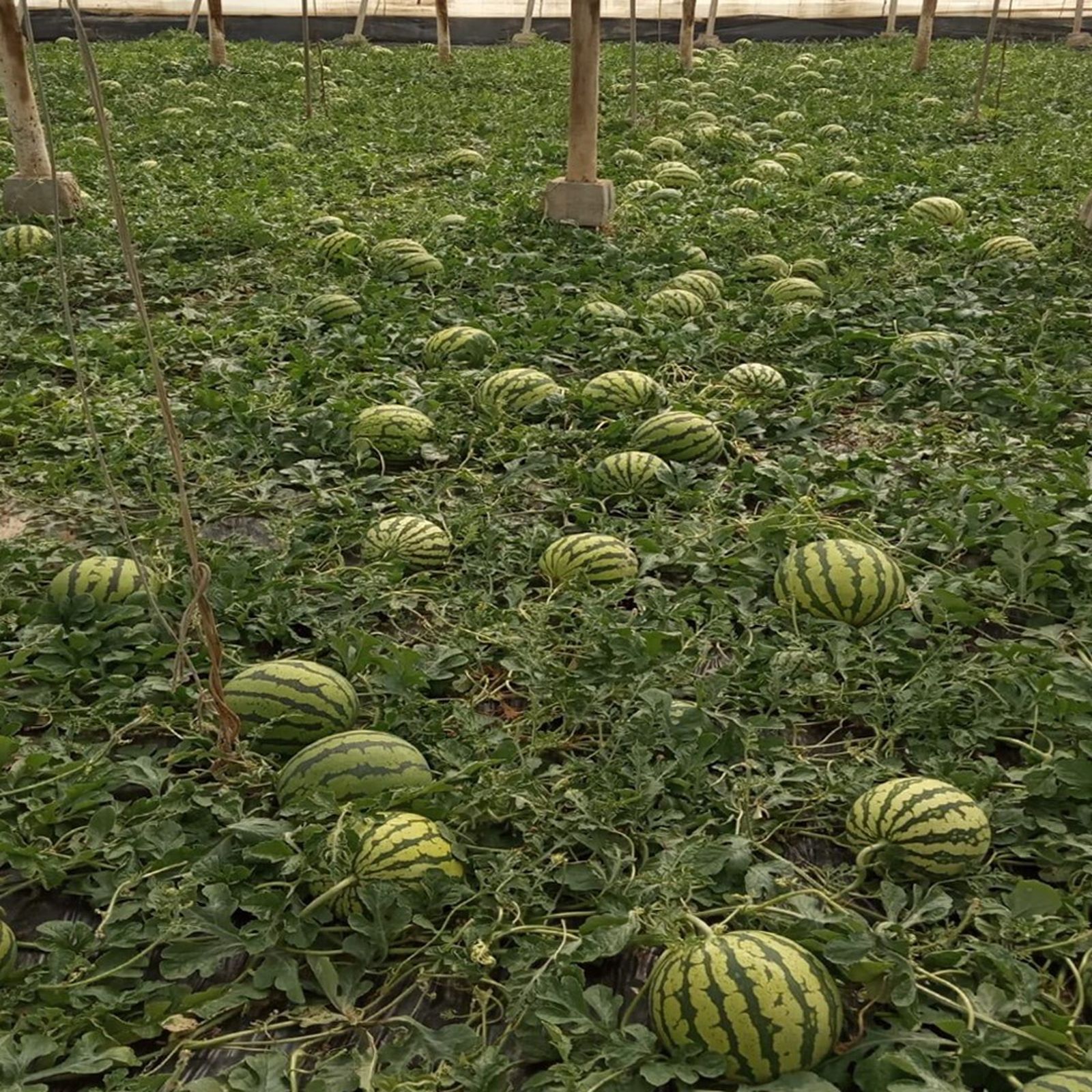 Imagen de uno de los cultivos de Viagro.