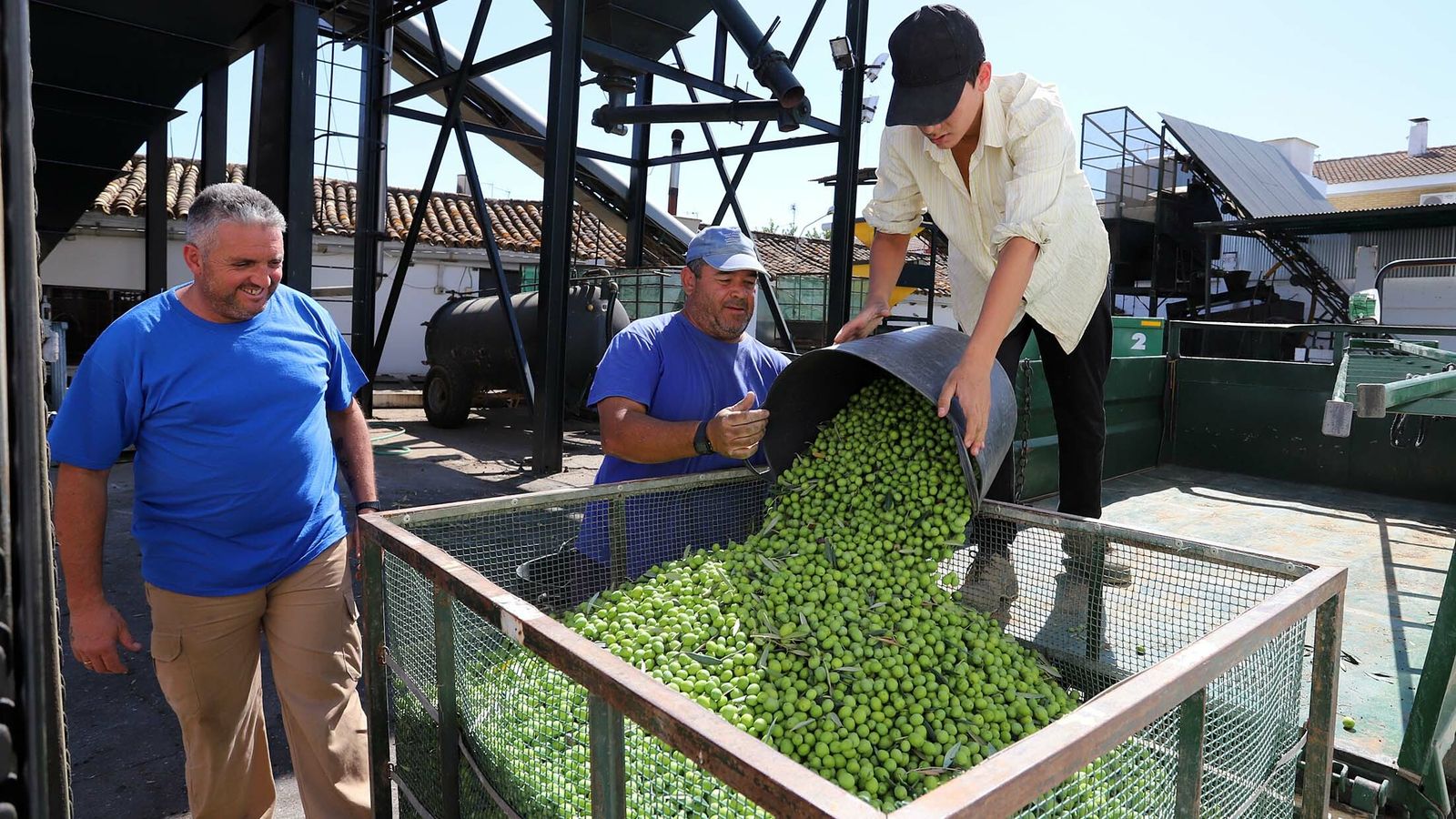 Descarga de aceituna en la cooperativa de Manzanilla.