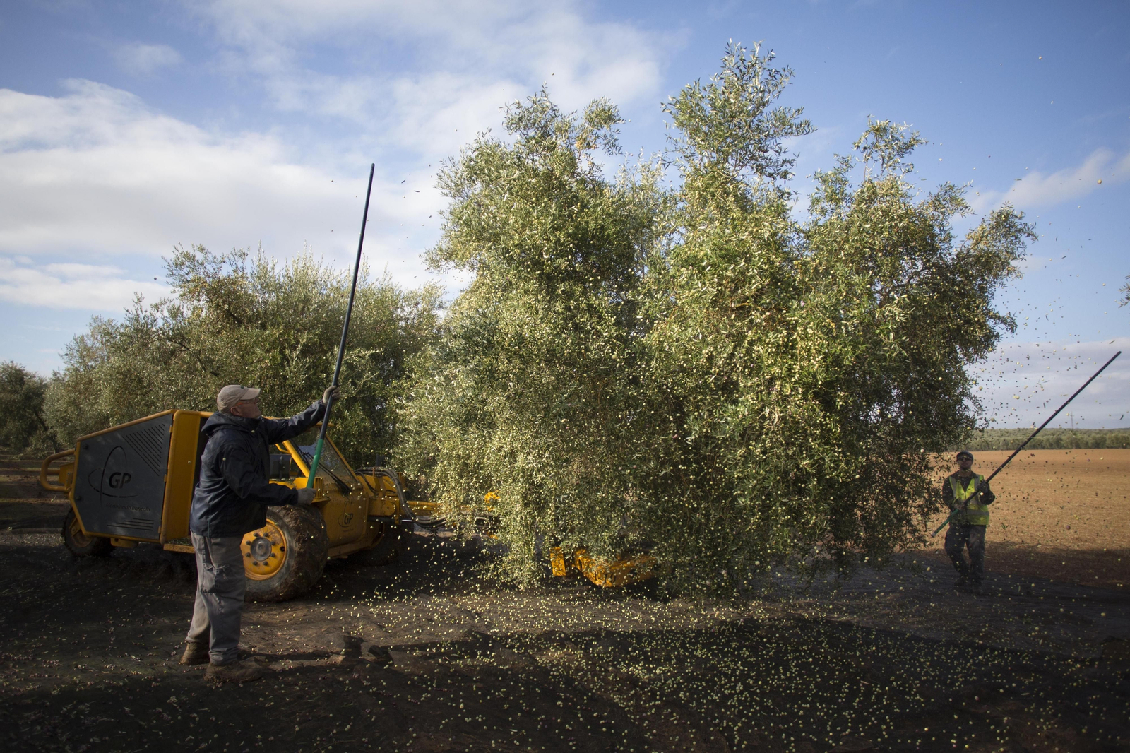 Vibración de un olivo para tumbar la aceituna