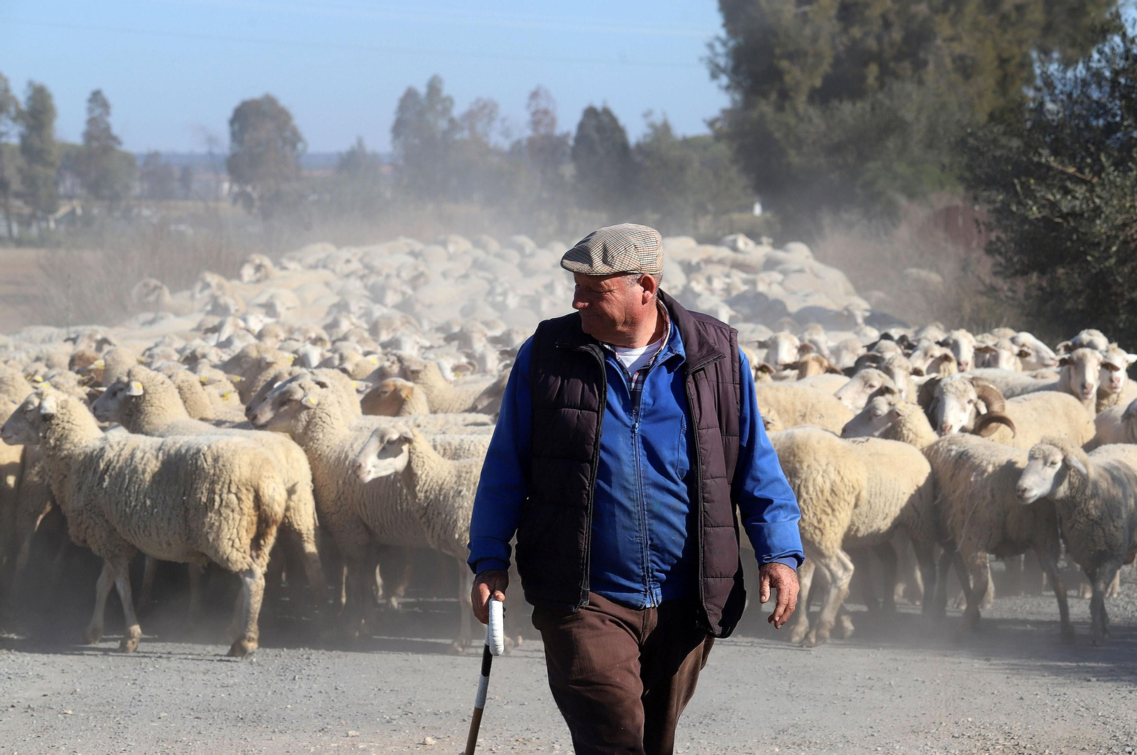 Imágenes del pastoreo de ovejas en Almonte