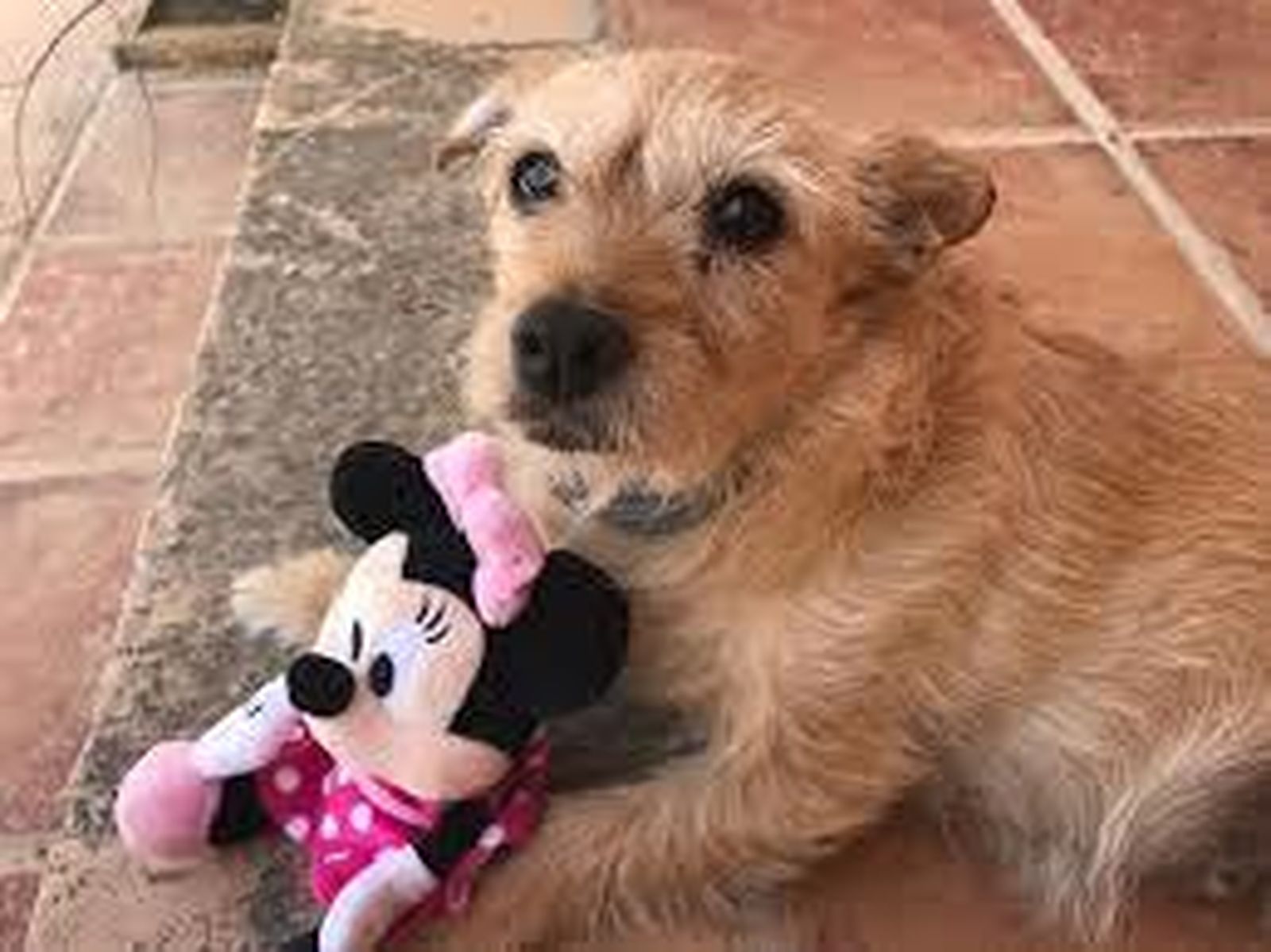 Uno de los animales que cuida Peludísimos.