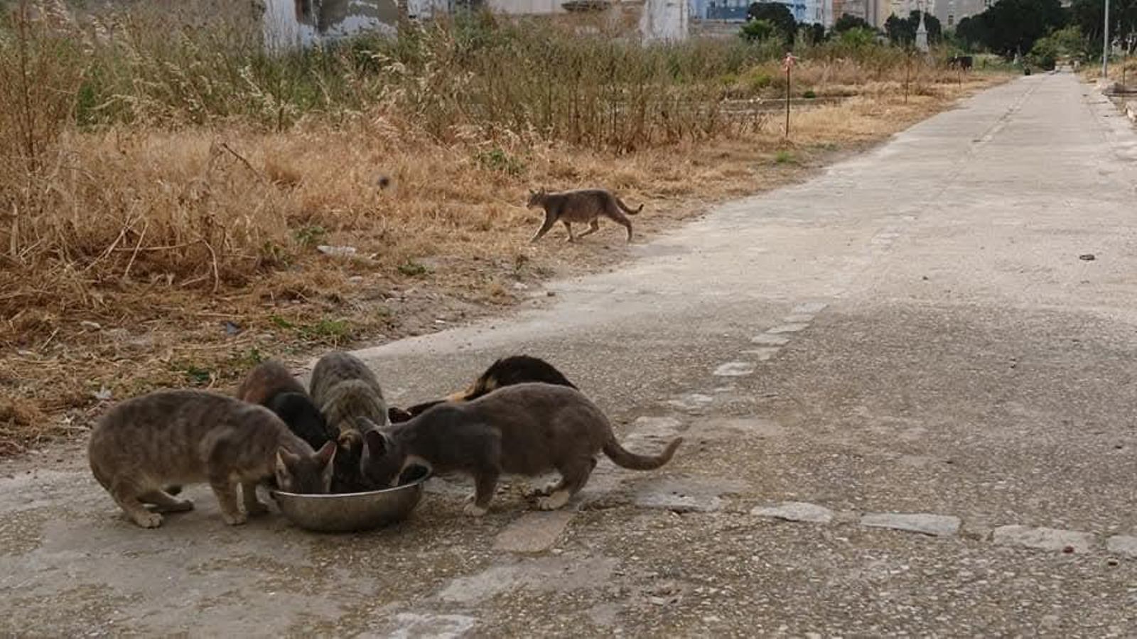Un grupo de felinos de la colonia del antiguo camposanto.