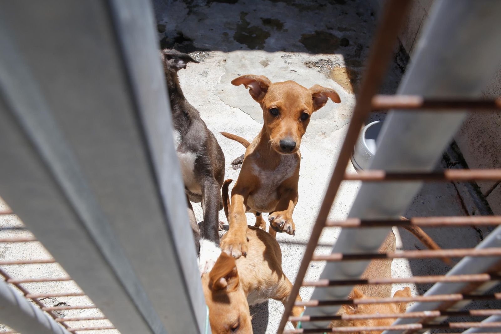 Las fotos de la protectora de animales de La Línea El gato andaluz