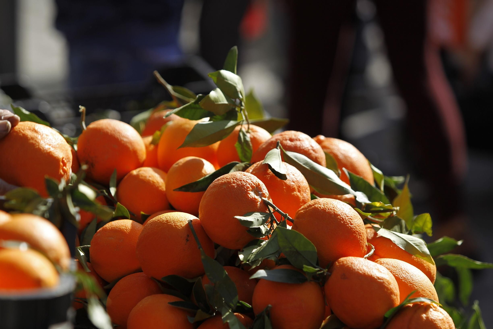 Fotogalería Día de la Naranja en Gádor