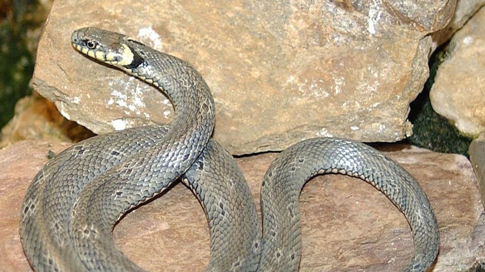 Una culebra de collar Una culebra de collar