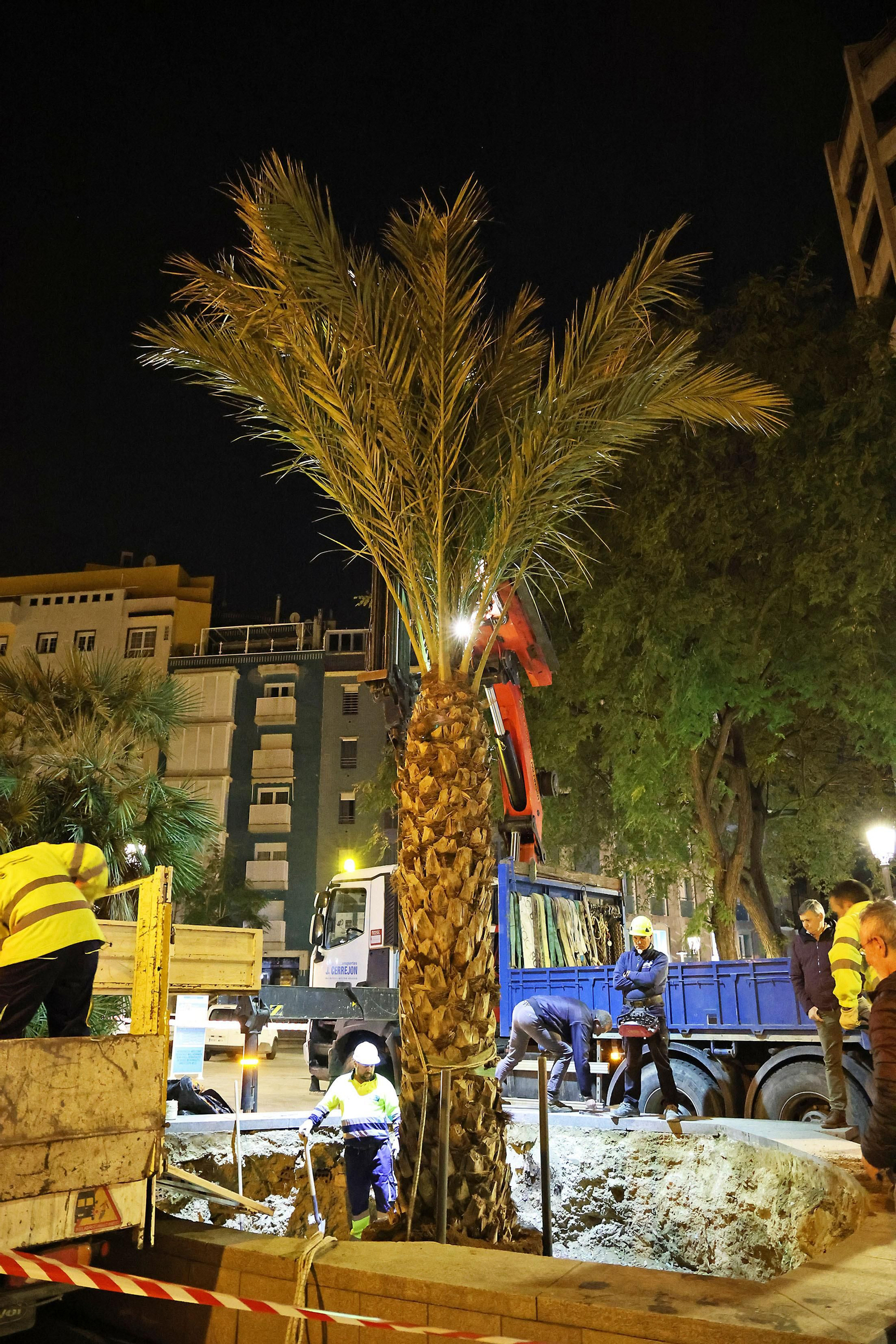 Las mejores imágenes de la plantación de la nueva palmera de Huelvaga