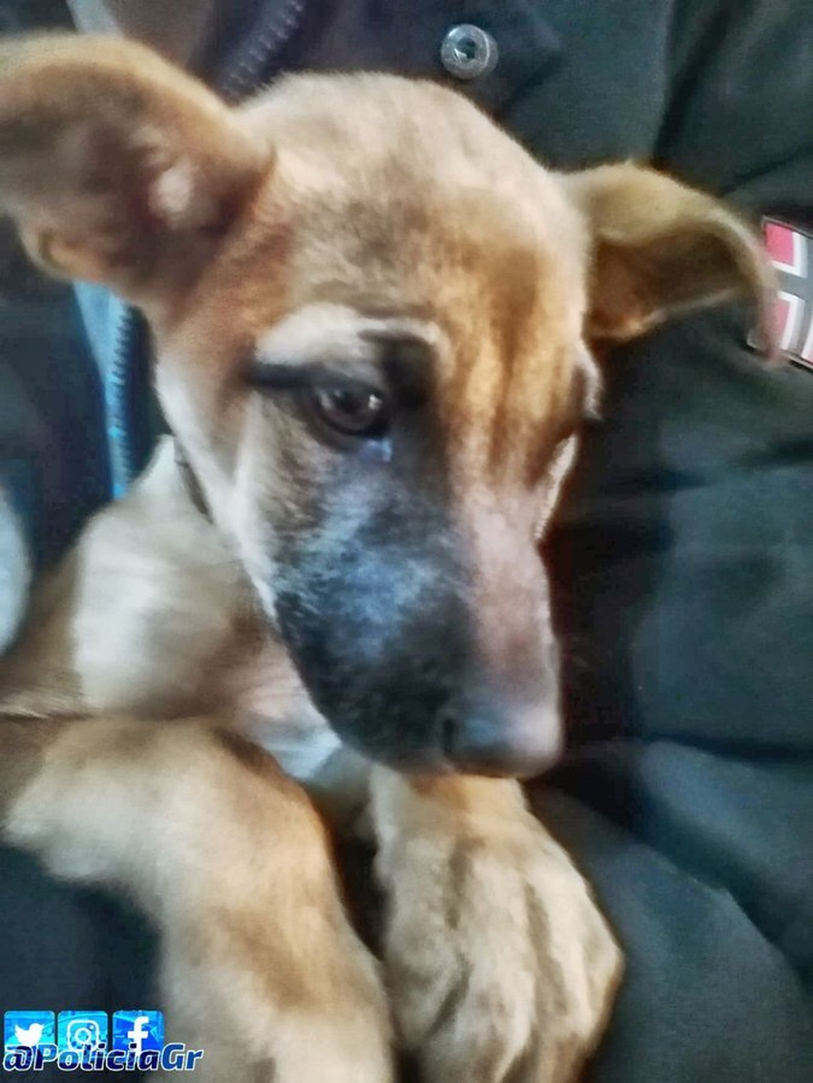 Imagen del animal rescatado.