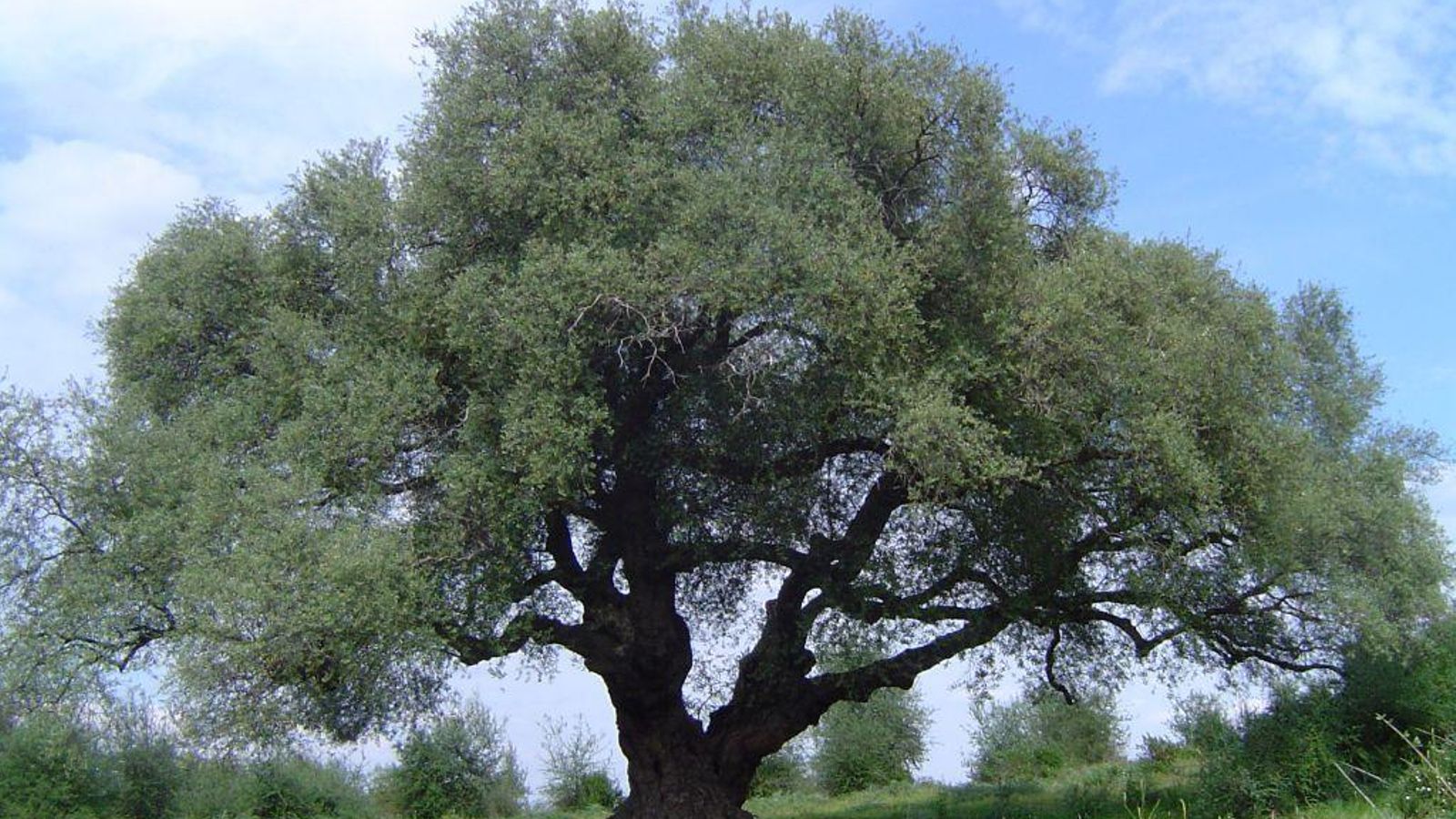 Monumento Natural Acebuche del Espinillo