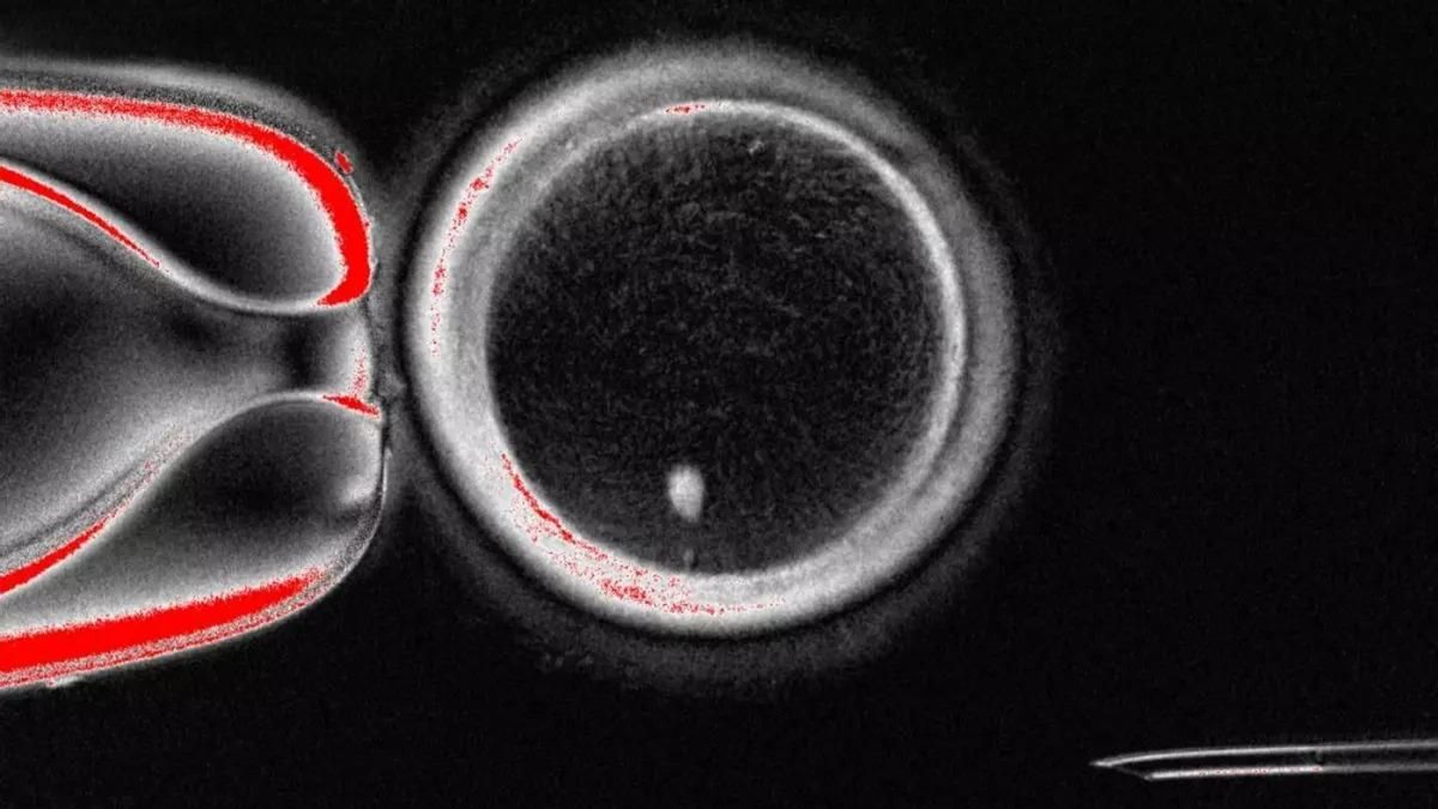 Ovocito humano generado a partir de células de la piel.