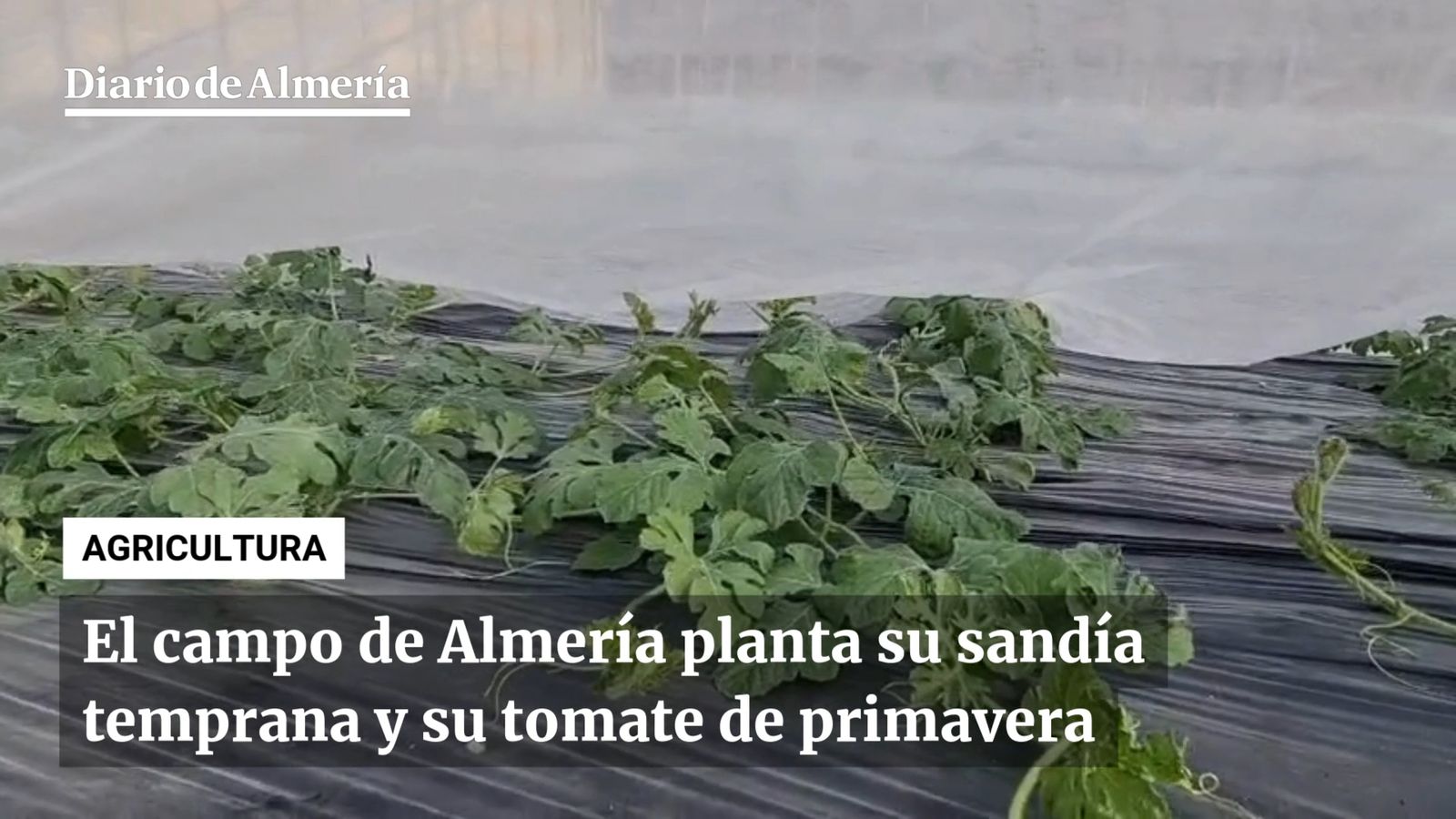 Plantación de sandía de José Ayala, pasado Ruescas.