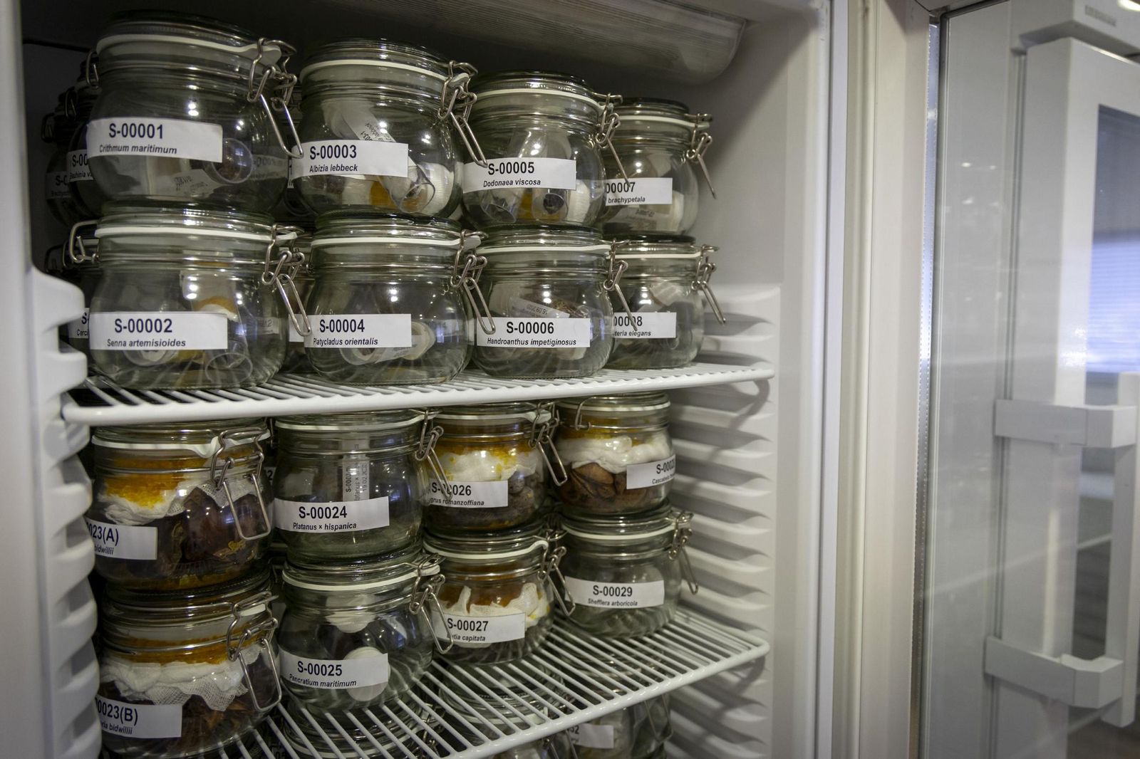 Así funciona un banco de semillas