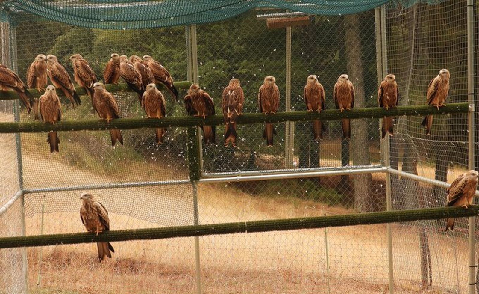 Los 21 milanos reales liberados en Cazorla