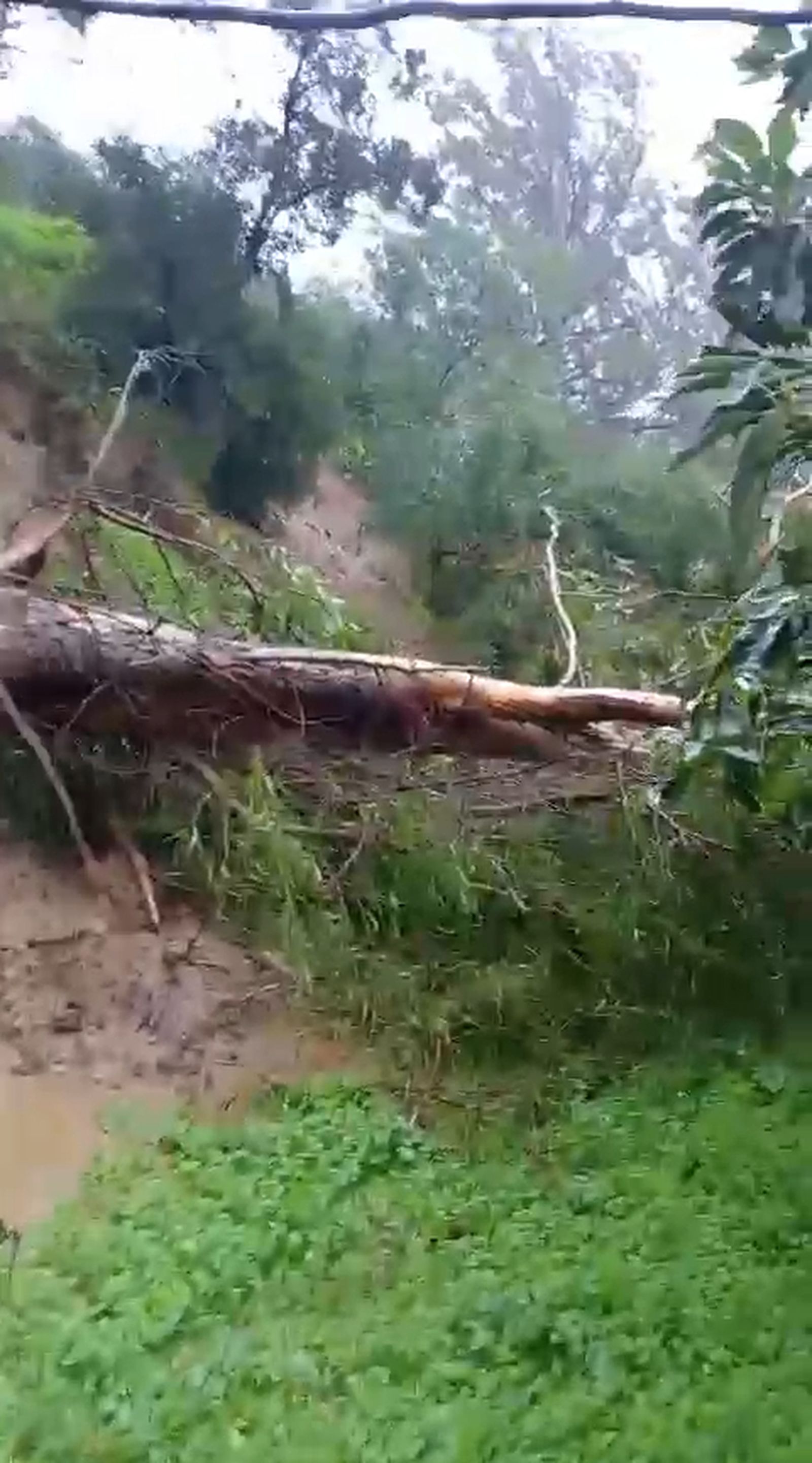 Daños causados en zonas de cultivo de cítricos en el Campo de Gibraltar.