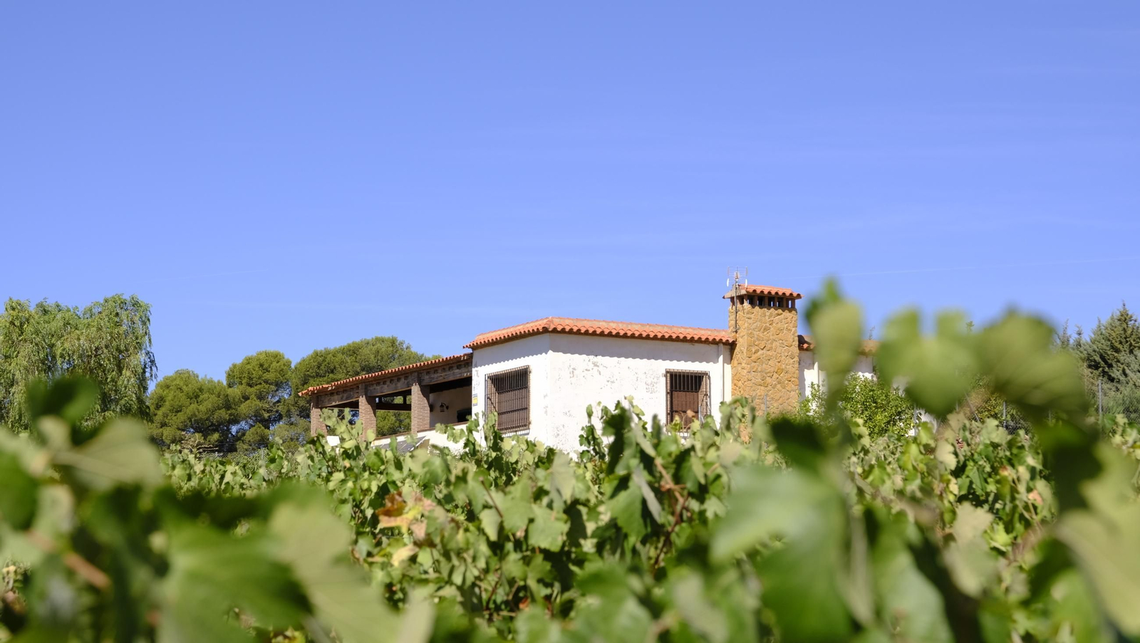 Las imágenes de la vendimia en la zona de Laujar de Andarax
