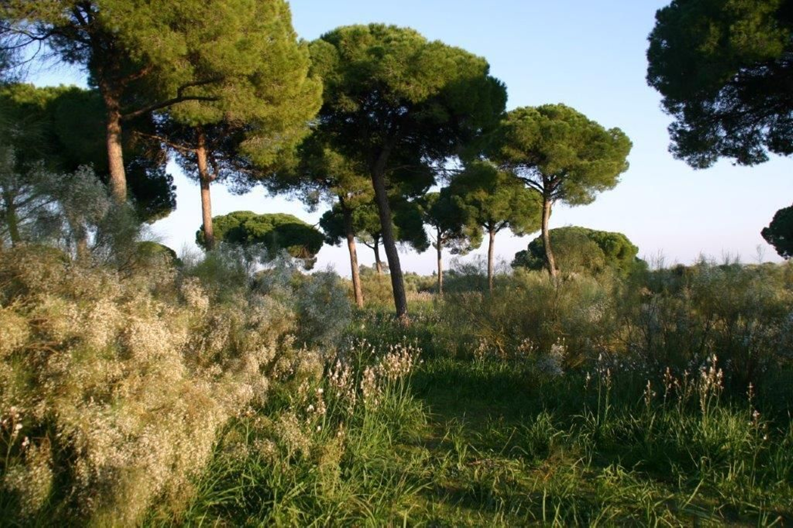 Una imagen de los terrenos del pinar de Rancho Linares, situados frente a Vallealto.