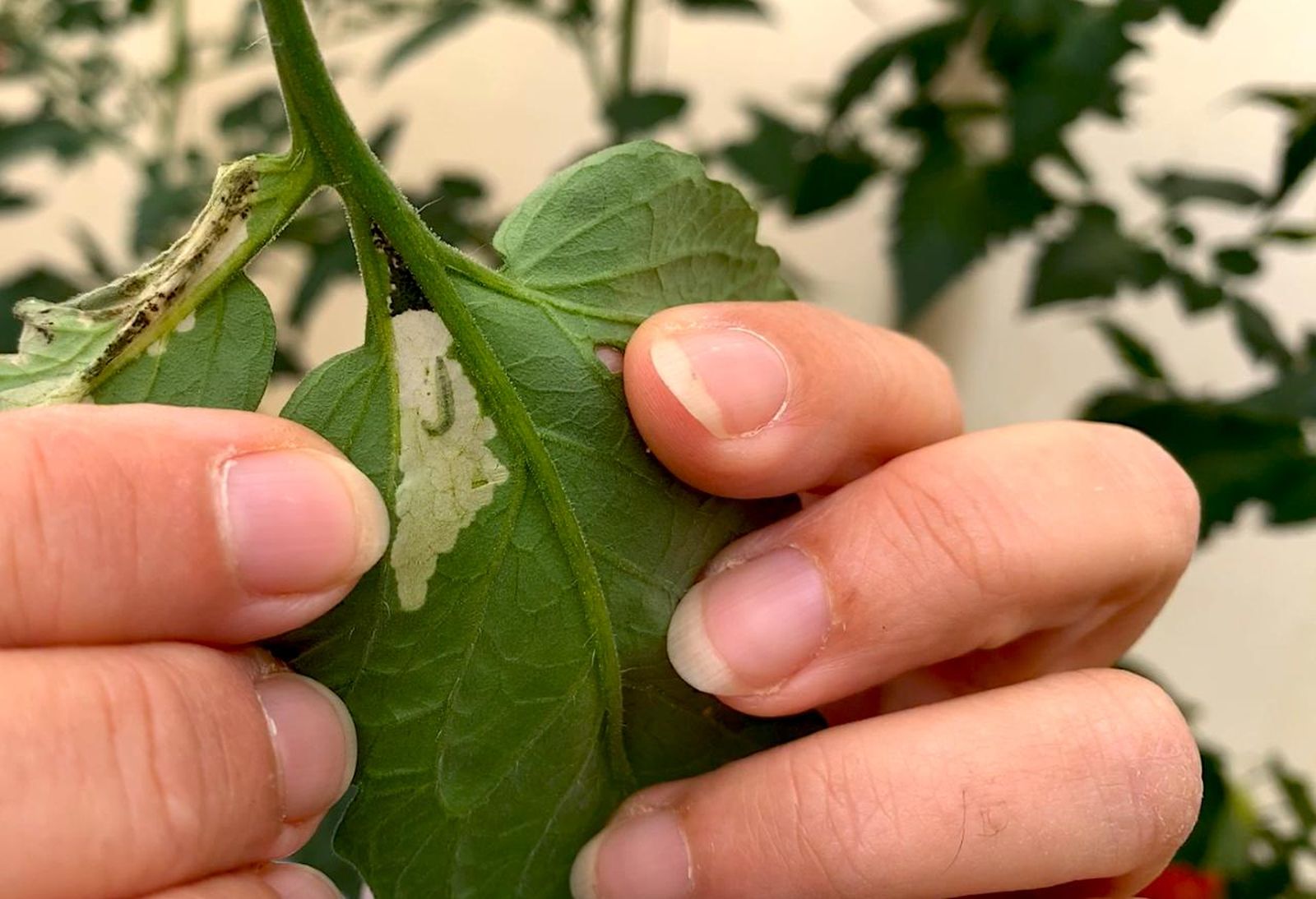 Larva de Tuta absoluta en el interior de una hoja de tomate