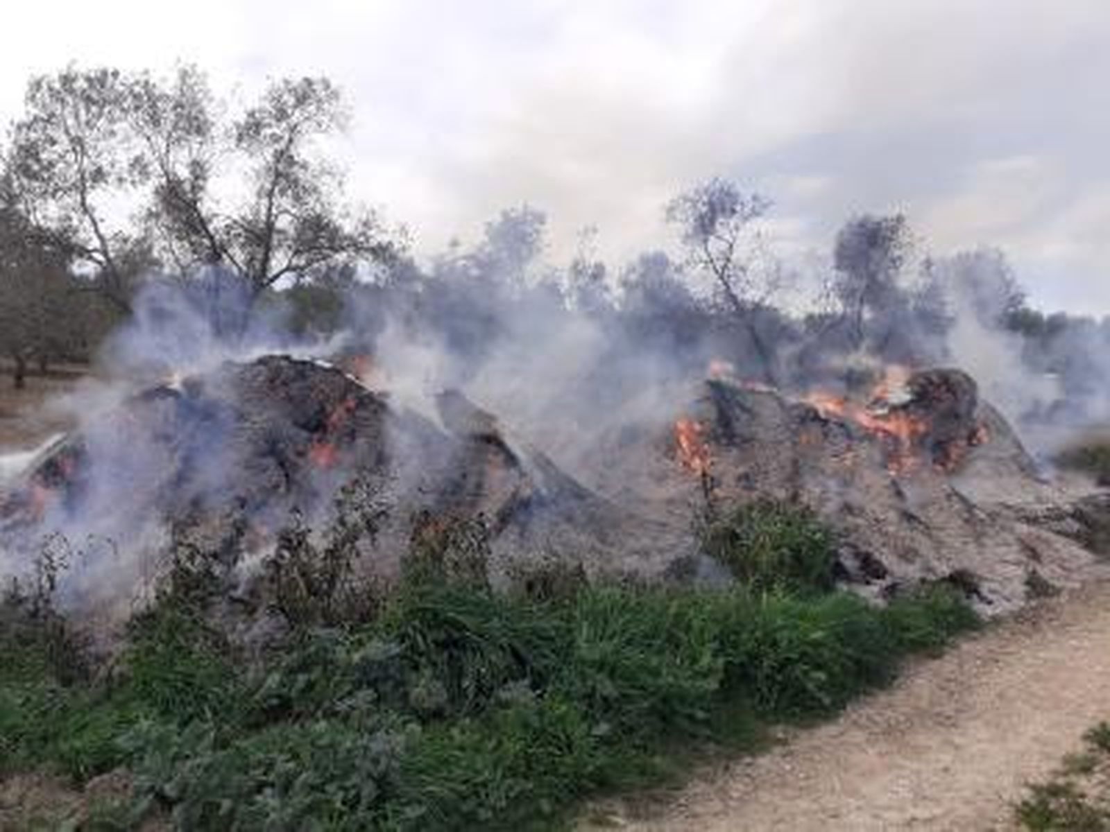Las llamas arrasan un olivar en Beas.