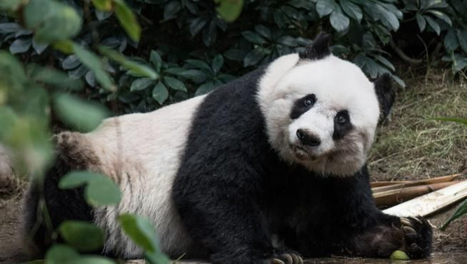 Zoo chino despide a cuidador de pandas que "pastoreó" a uno con una vara