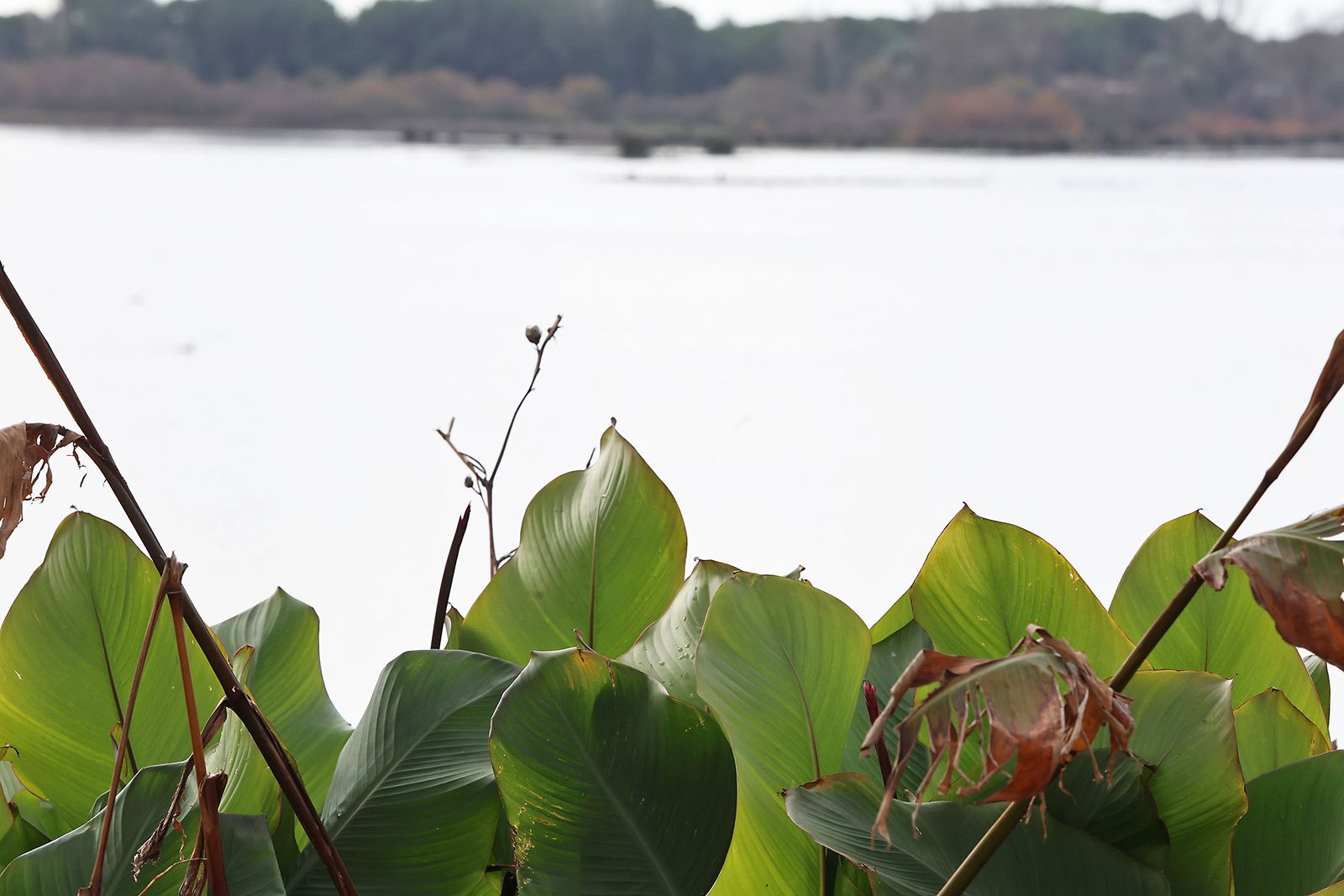 Estado actual en el que se encuentran las Marismas del Rocío tras las últimas lluvias