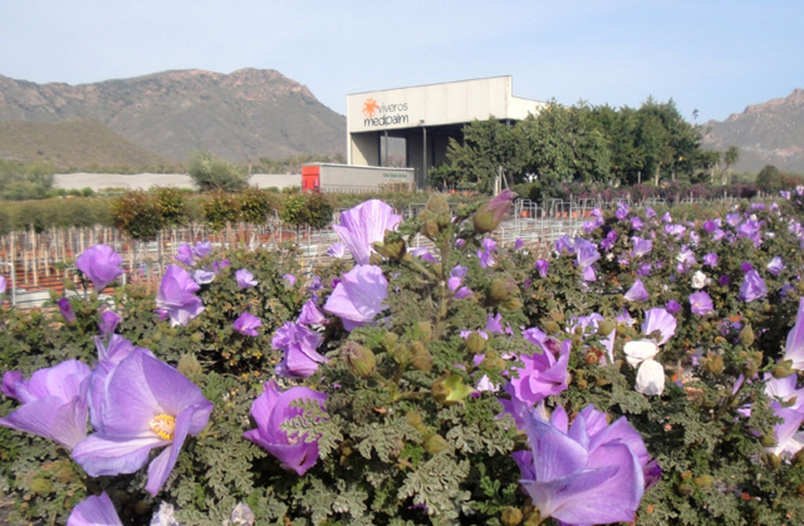 Viveros Medipalm cuenta con 120 hectáreas para cultivar su plantas ornamentales en San Juan de los Terreros.