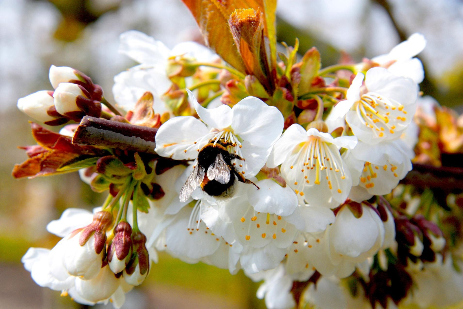 Polinización de cerezo con abejorros Natupol de Koppert.
