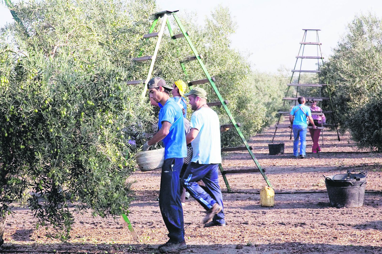 Imagen de archivo de la recolección de la aceituna en el Arahal