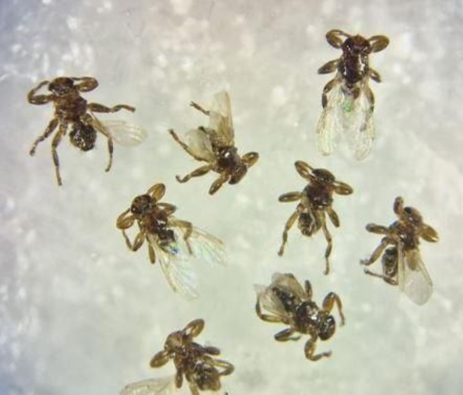 Ejemplares de 'Lipoptena andaluciensis'.