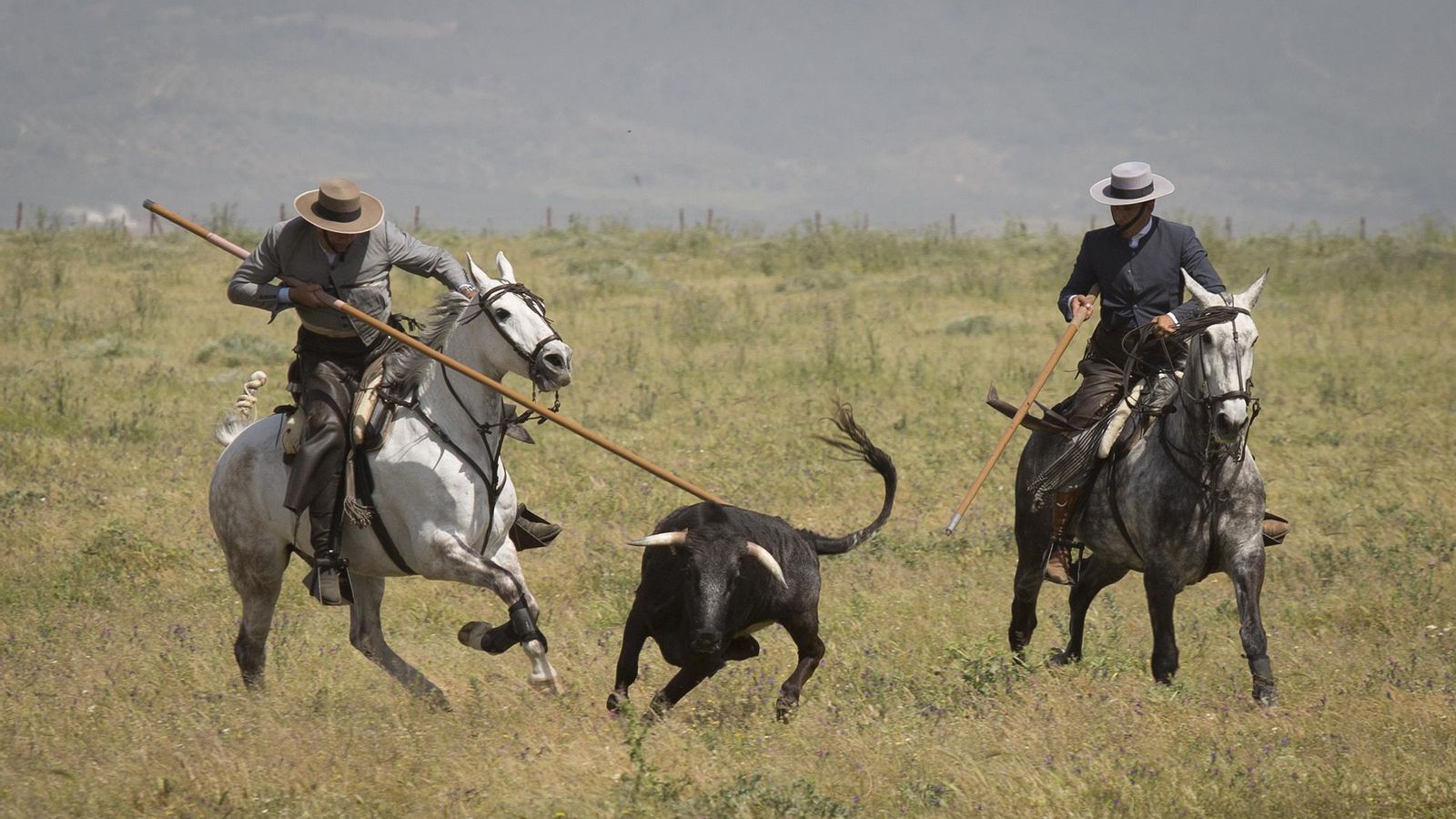 Una de las colleras, en la faena campera de acoso y derribo en la finca 'Los Gallos', de Miura.
