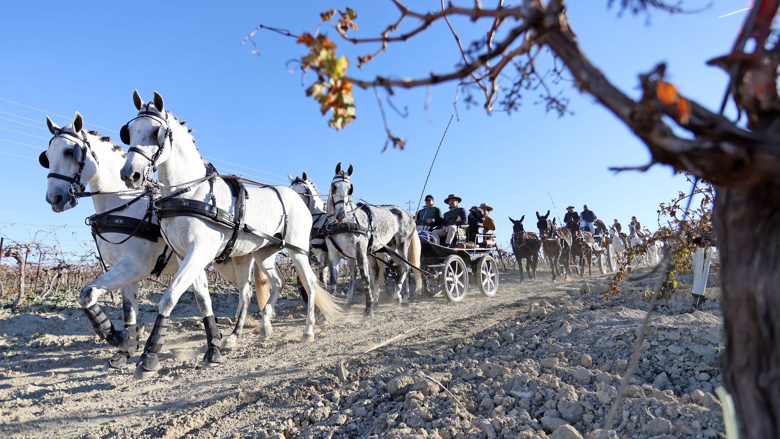 II Ruta Viñas de Jerez
