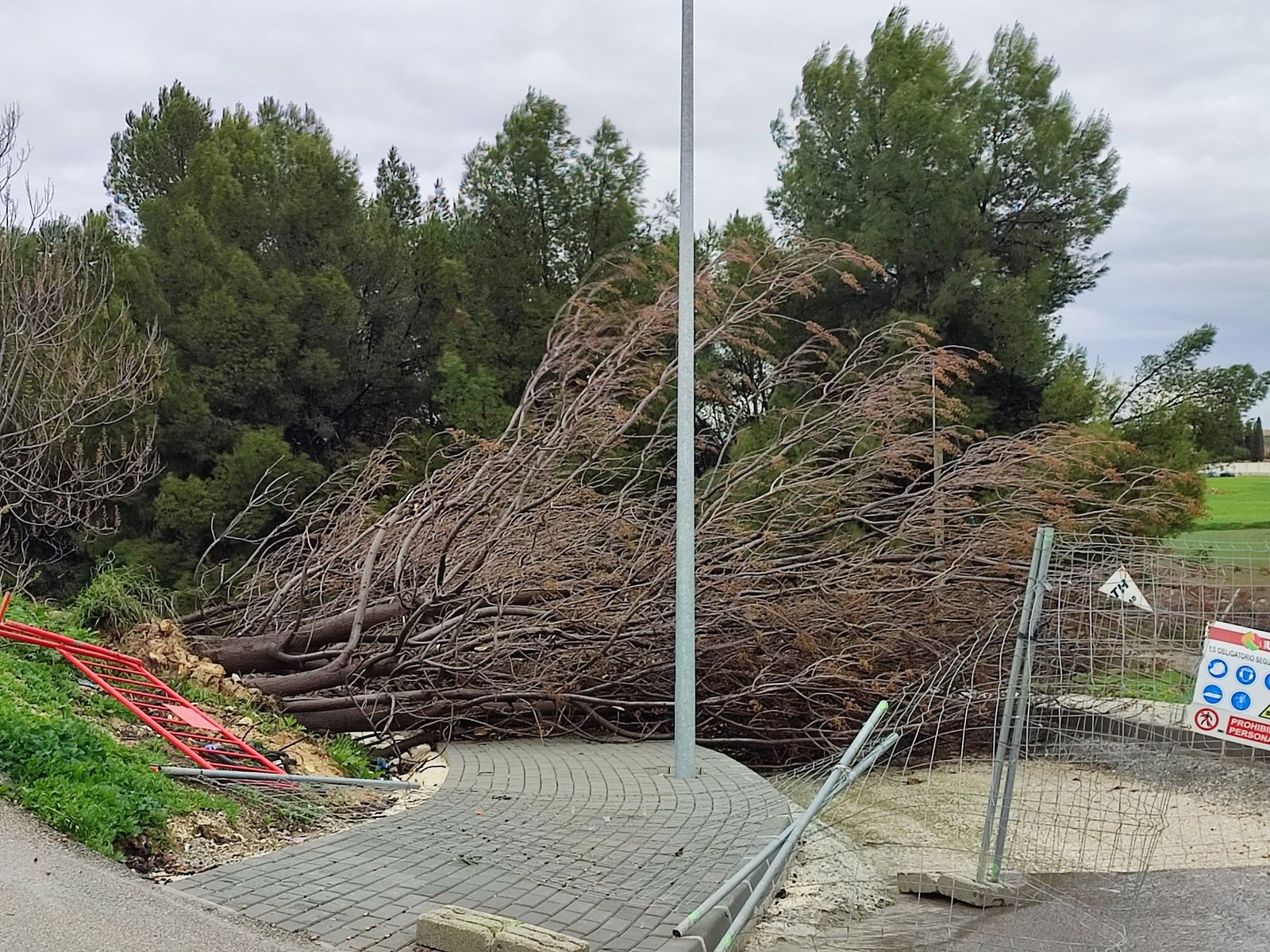 Árboles caídos por el viento en Puente Genil.