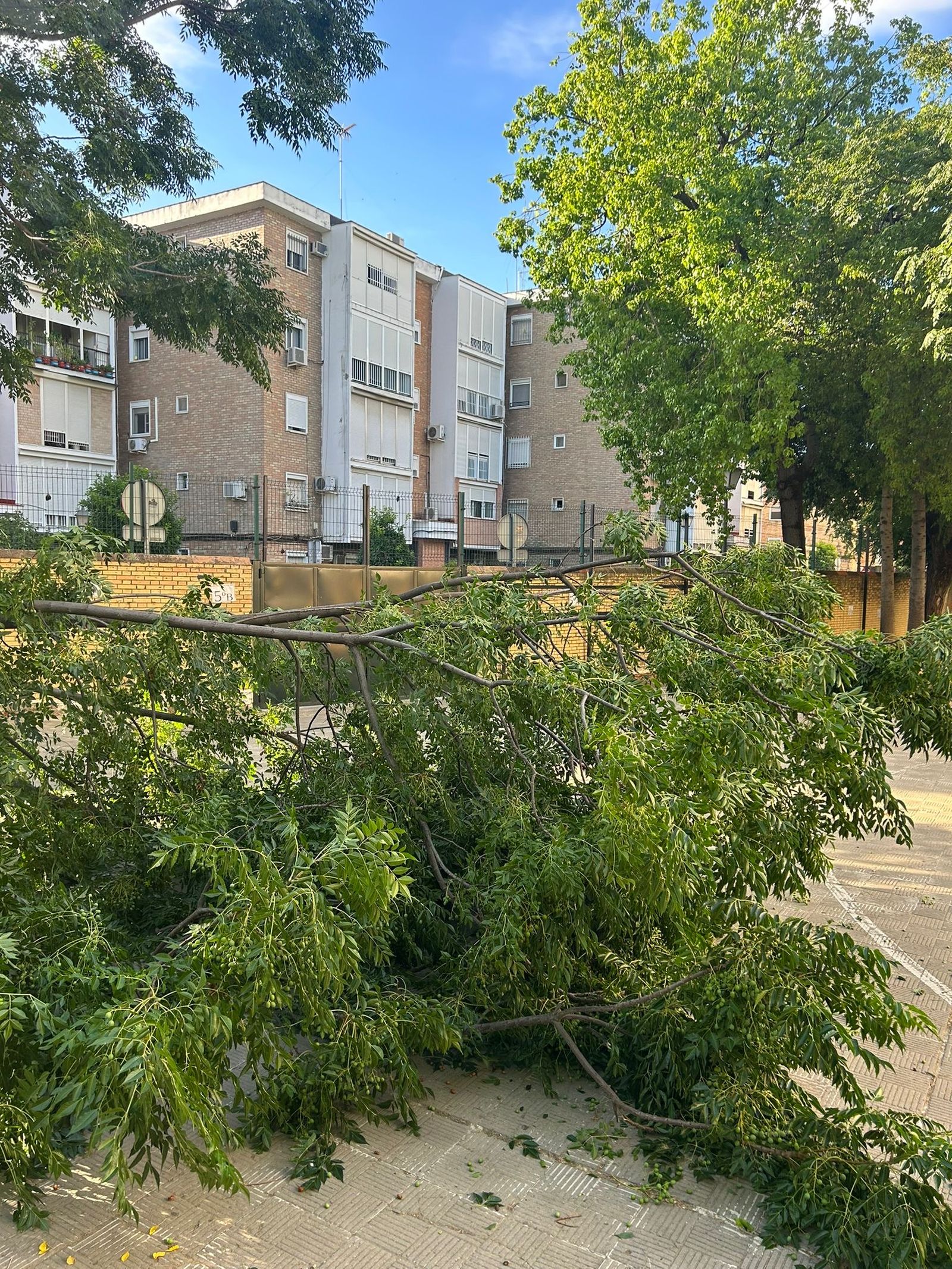 Caída de ramas de árboles en el recreo del Colegio Buenavista.