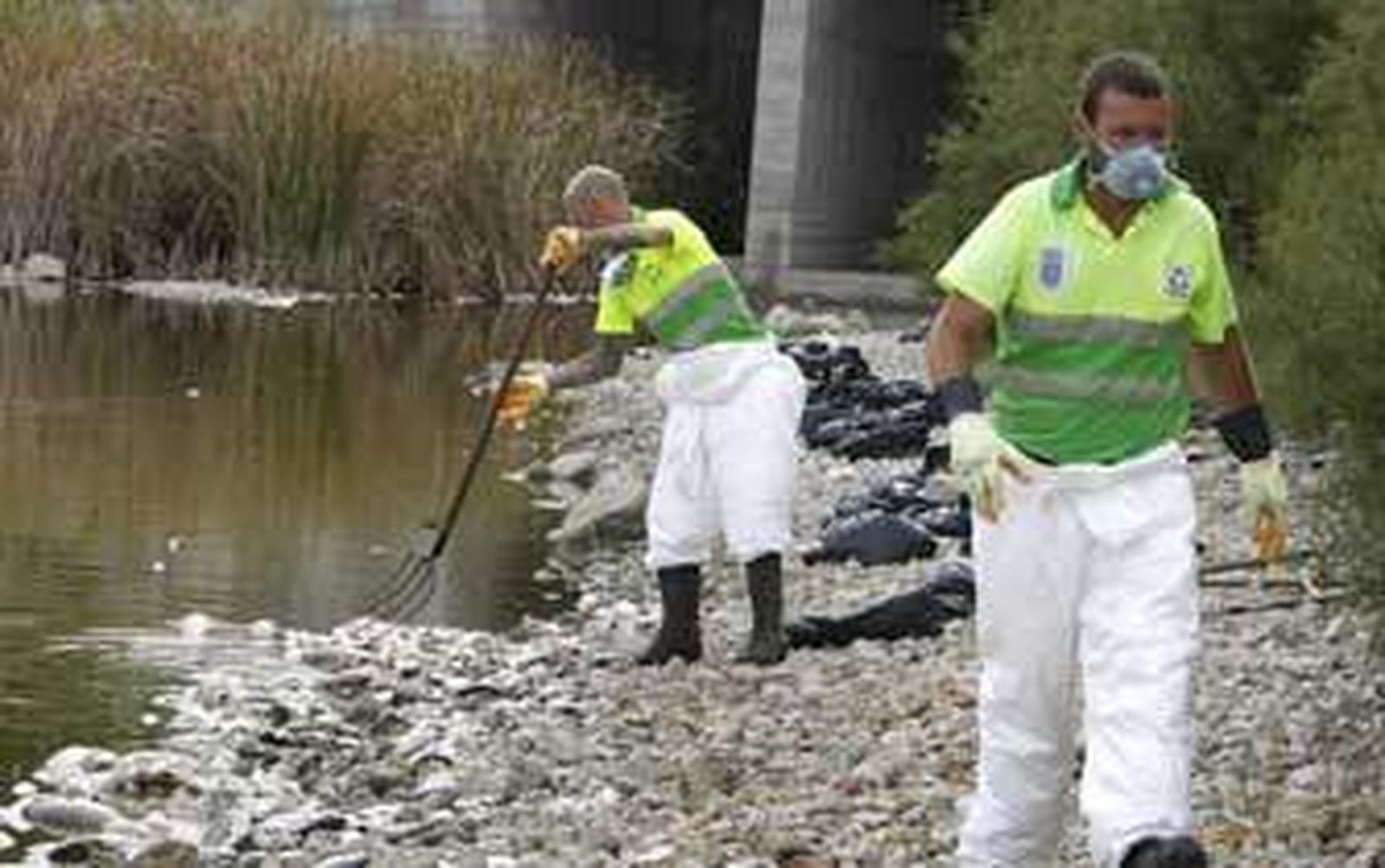 Un momento de las tareas de limpieza que comenzaron ayer para retirar los peces muertos. /Pascual
