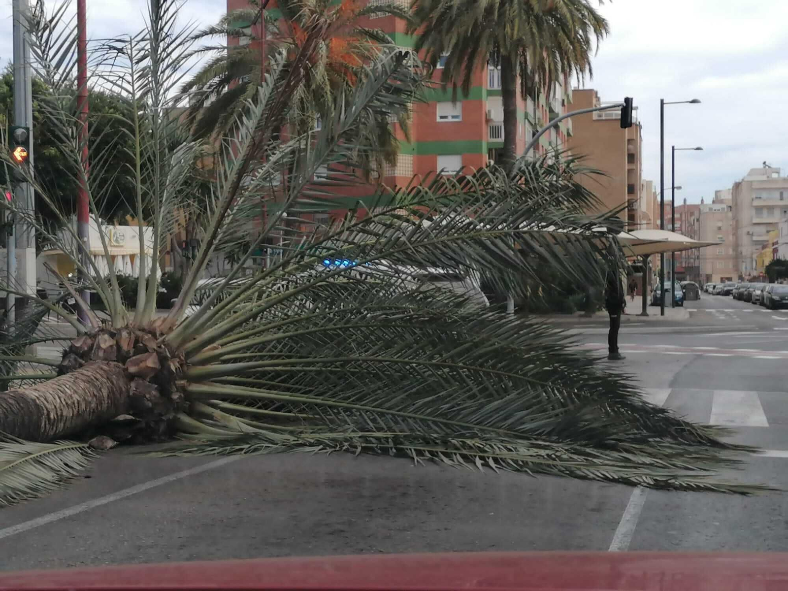 Las imágenes de la caída de una palmera en la Avenida Cabo de Gata de Almería Las imágenes de la caída de una palmera en la Avenida Cabo de Gata de Almería