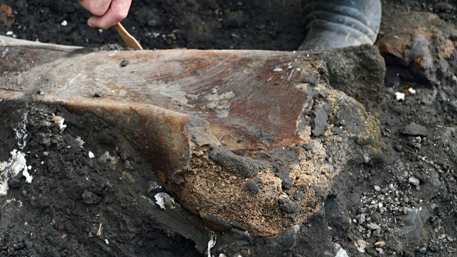 Una parte del fósil hallado