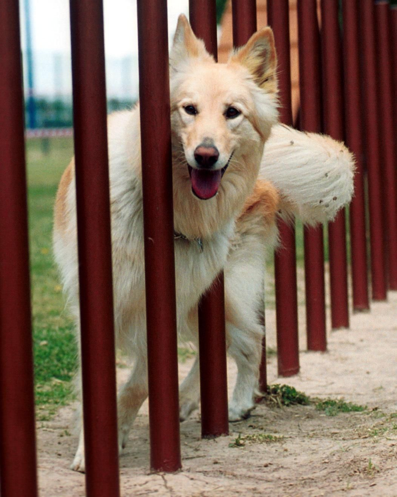Un perro en una zona del parque del Alamillo.
