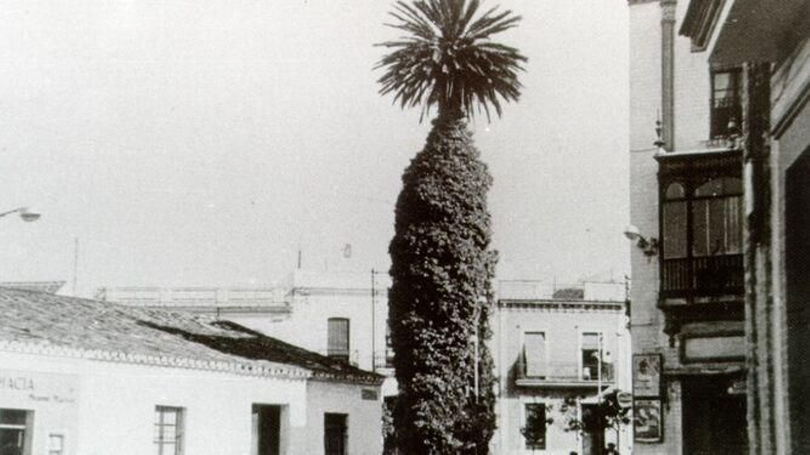 Triste adiós a la palmera más famosa de Huelva: Imágenes de sus 130 años de historia